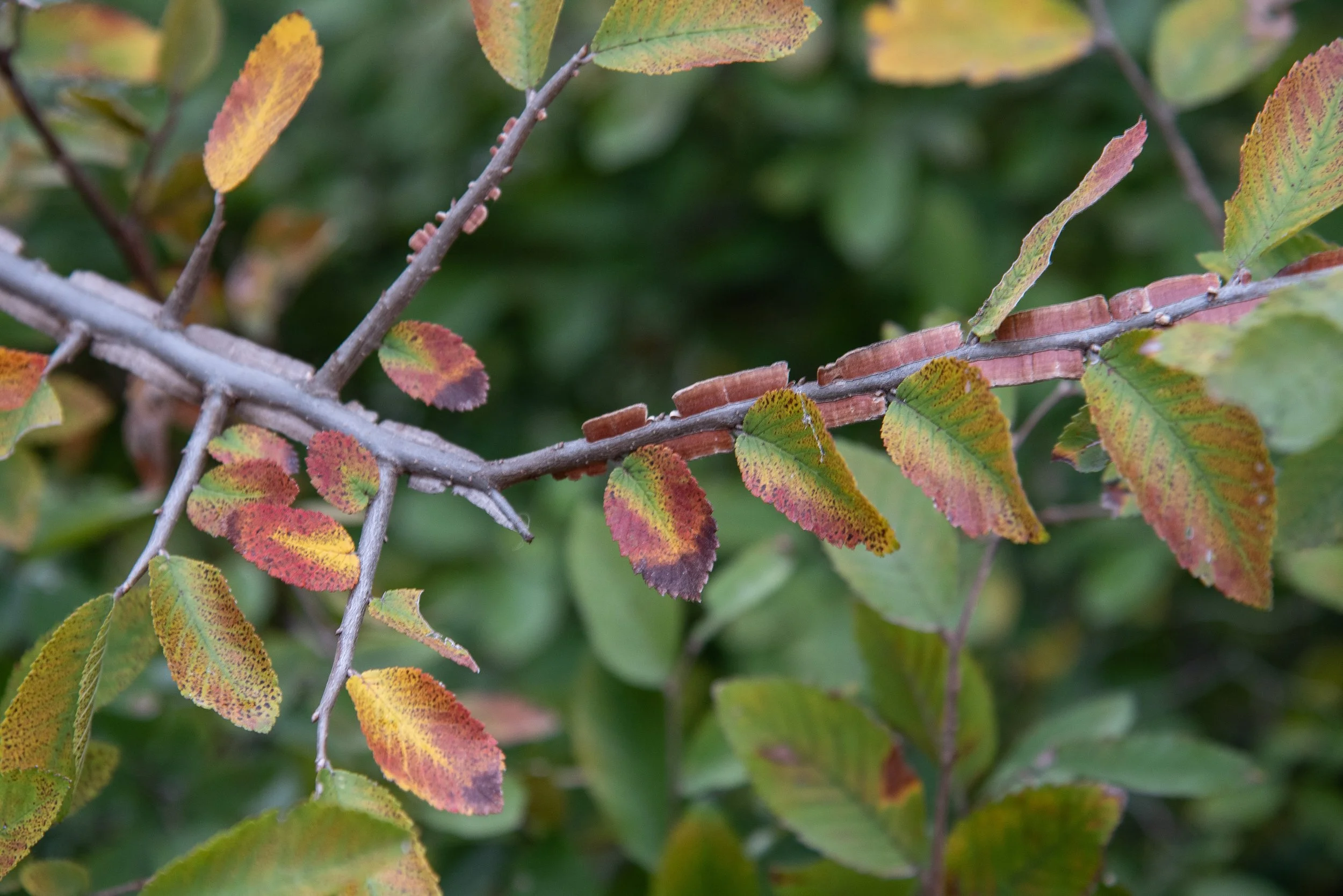 Fall Colors in Central Texas