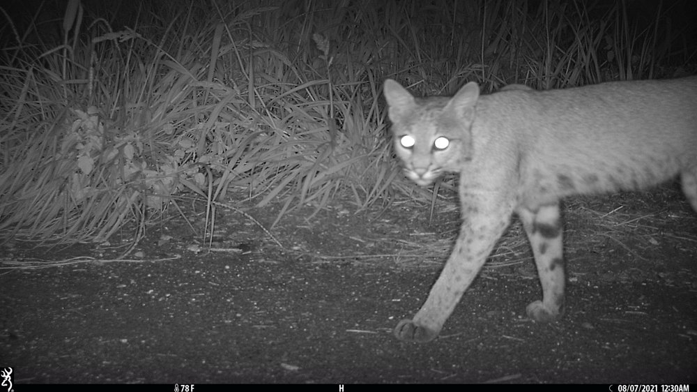 Bobcat