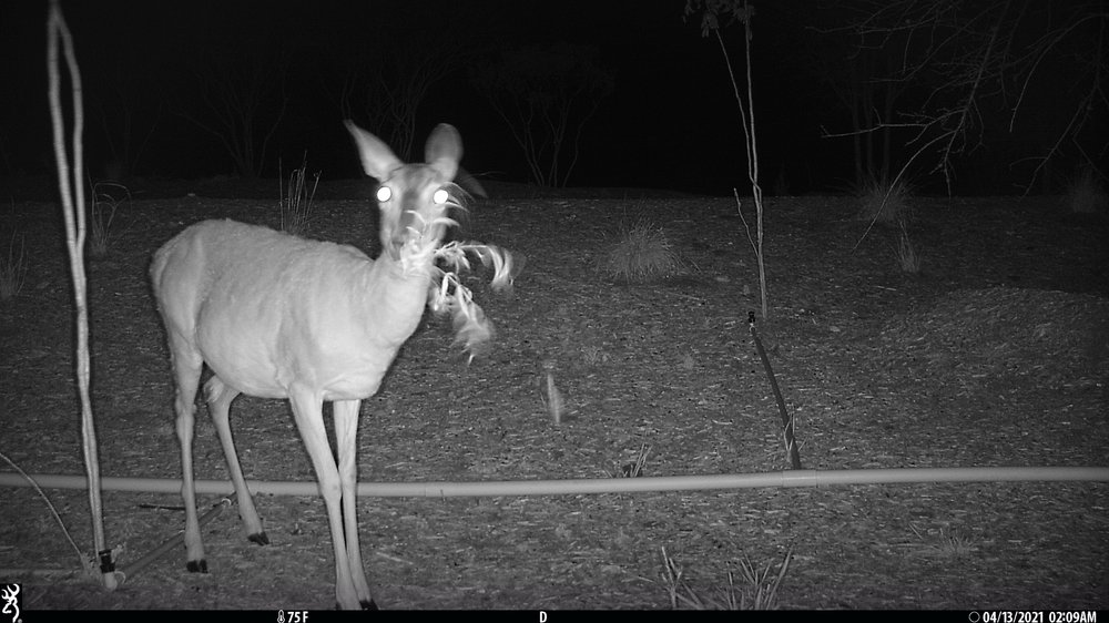 white-tailed-deer-credit-SA-parks-1.jpg