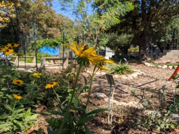 BLC presents: Rain Gardens 