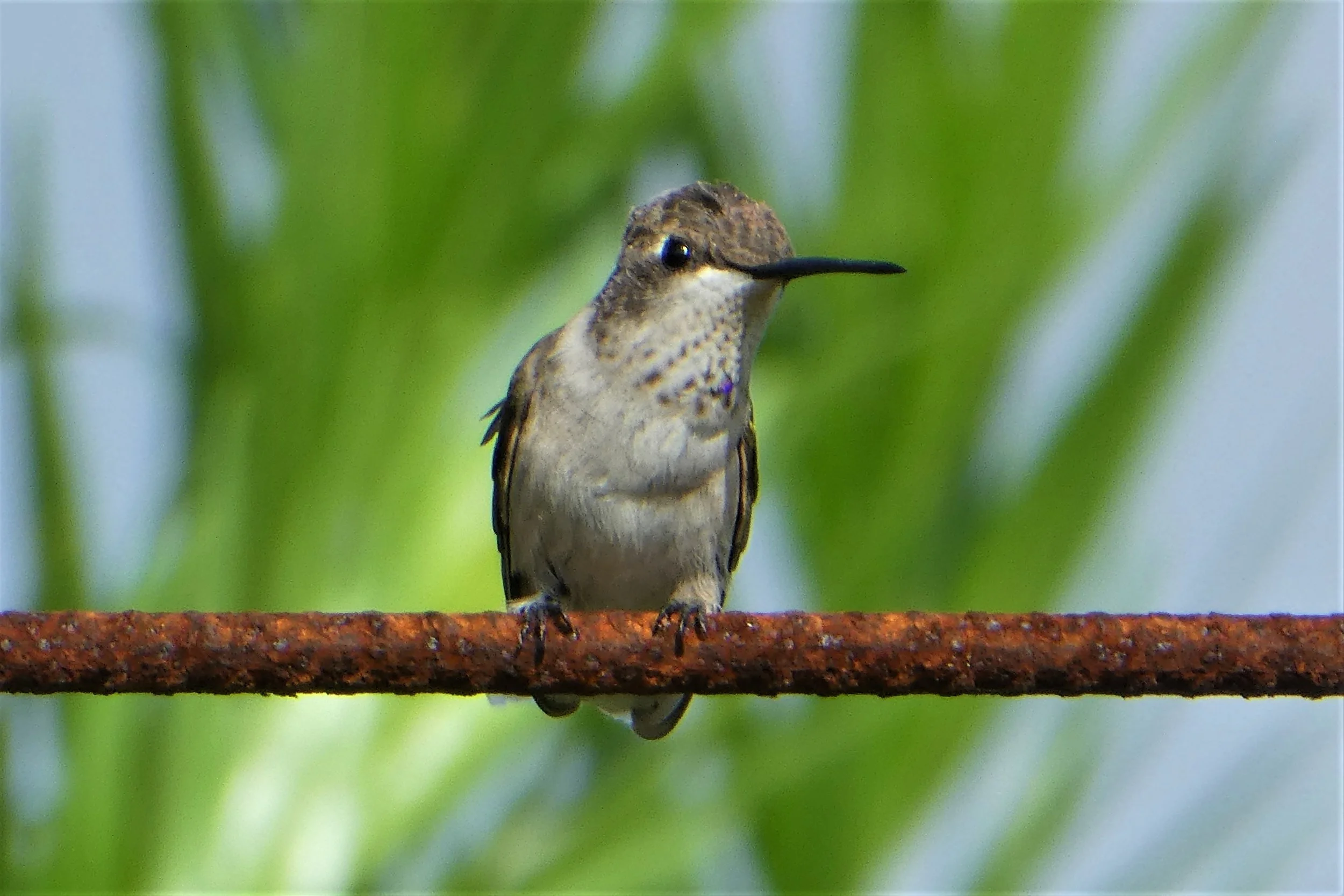 4th Saturday Nature Talk: Birds in Hardberger Park