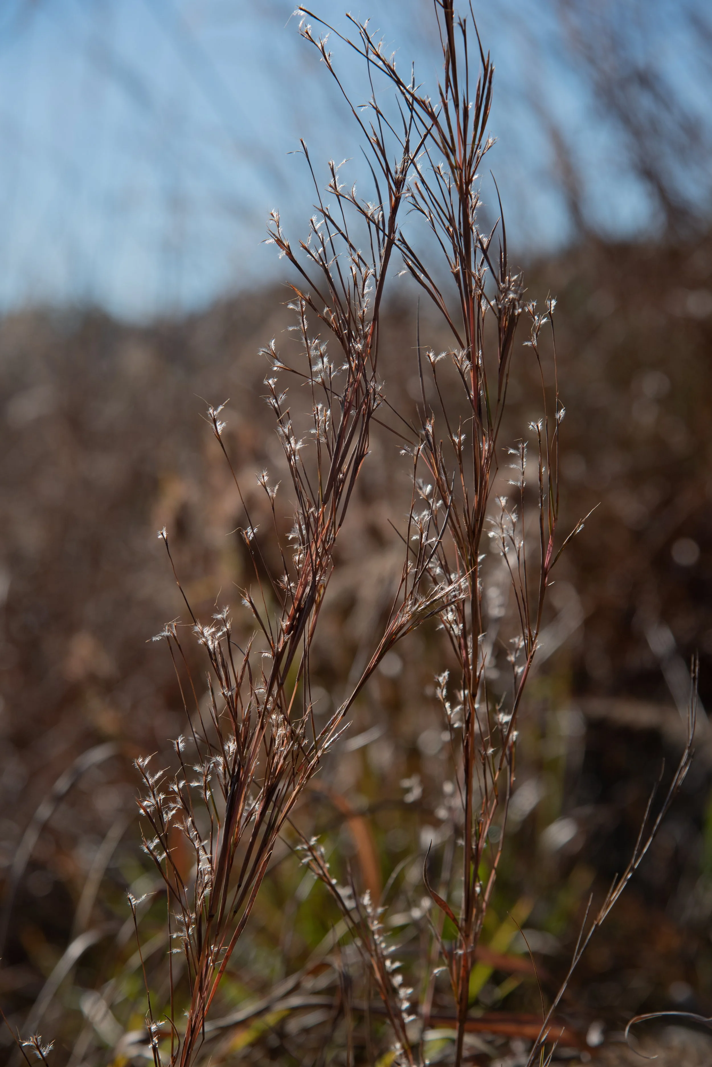 4th Saturday Nature Walk: Grasses of Phil Hardberger Park