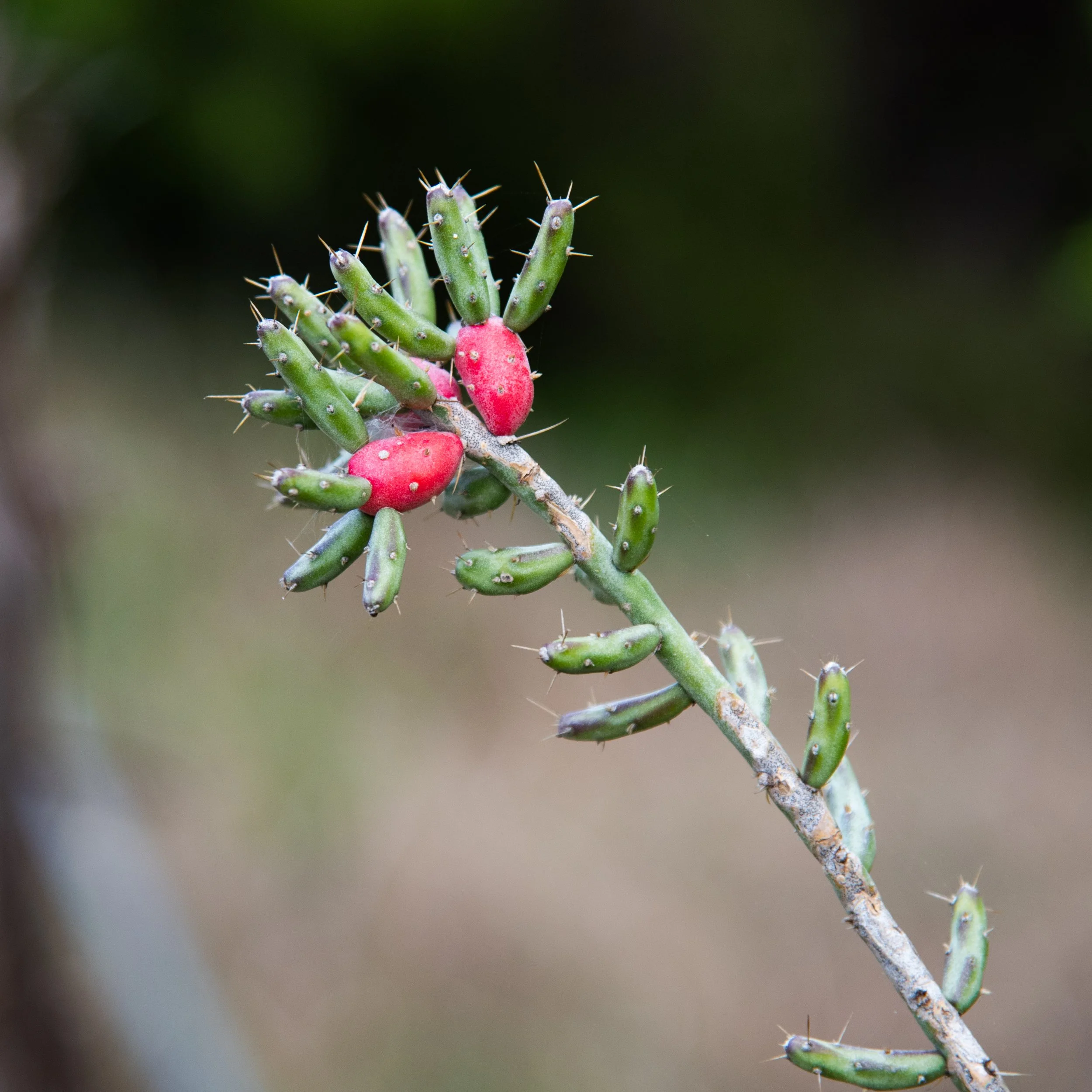 Starting Out Wild: Pokies & Pricklies