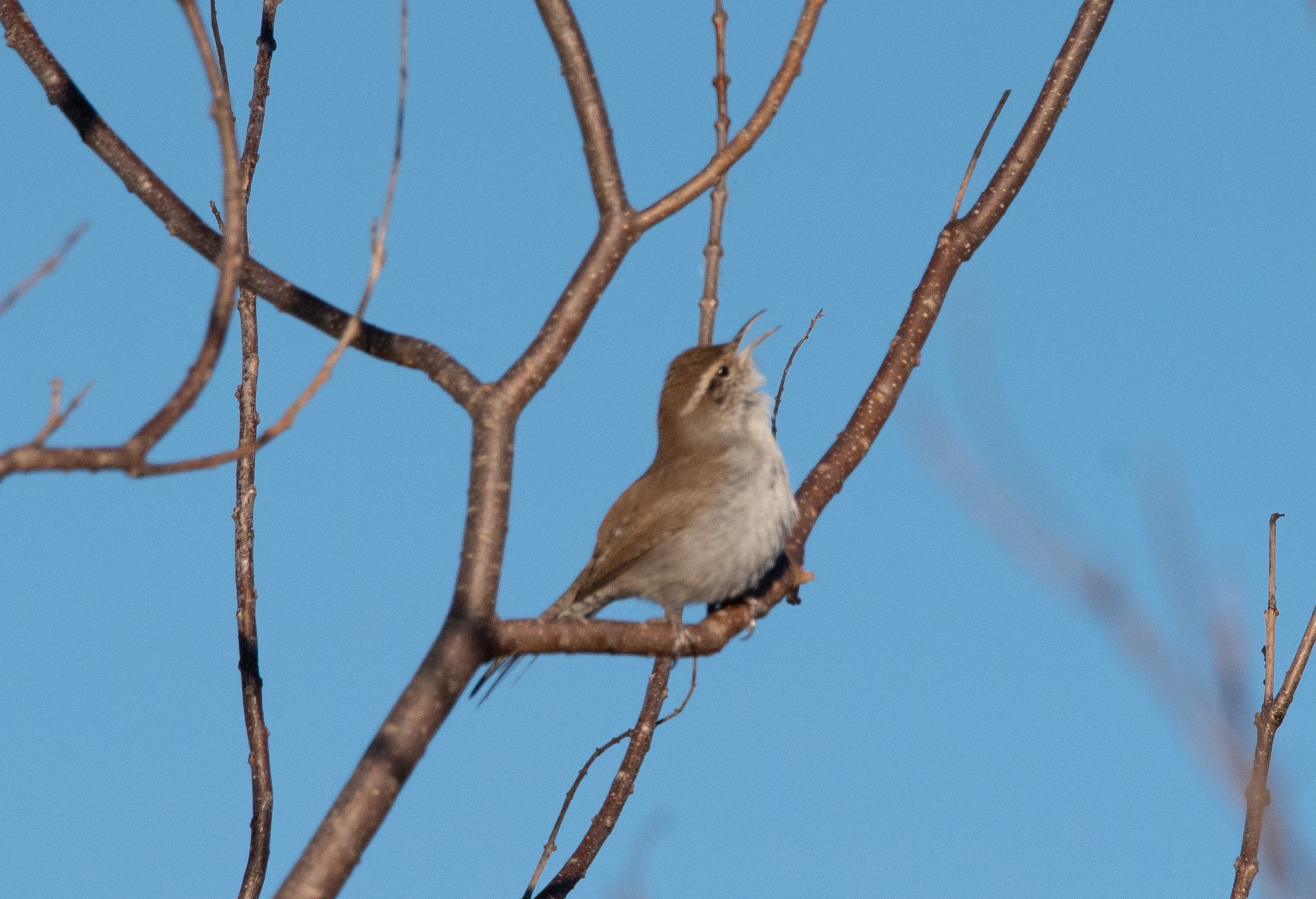 Beginning Birding, Bexar Audubon Society