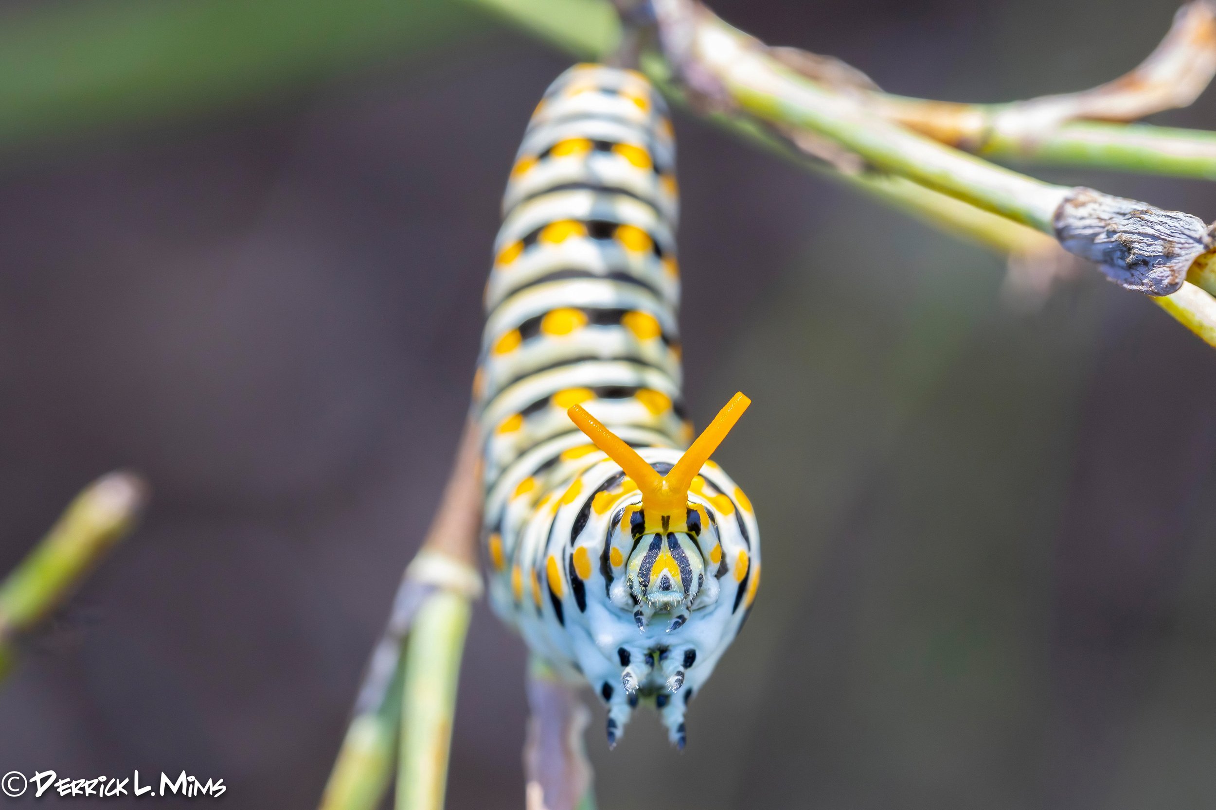 BLC presents: Caterpillars