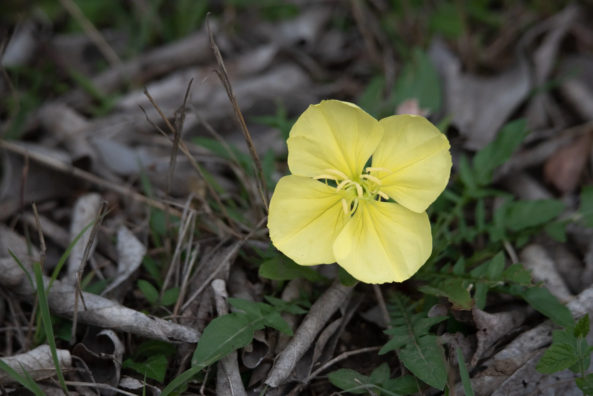 Starting Out Wild: Bloomin' Blossoms