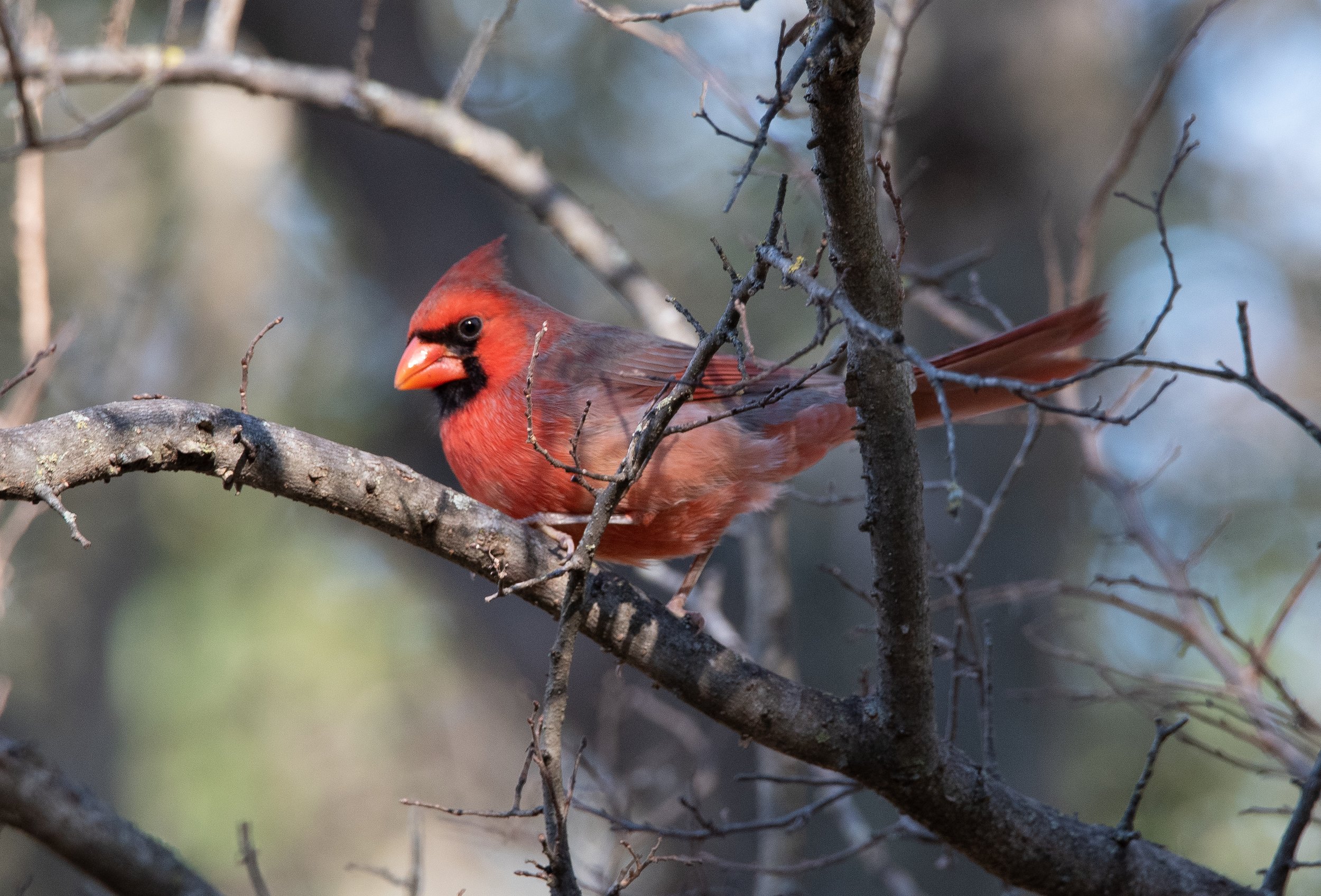 Family Outdoors: Intro to Birding