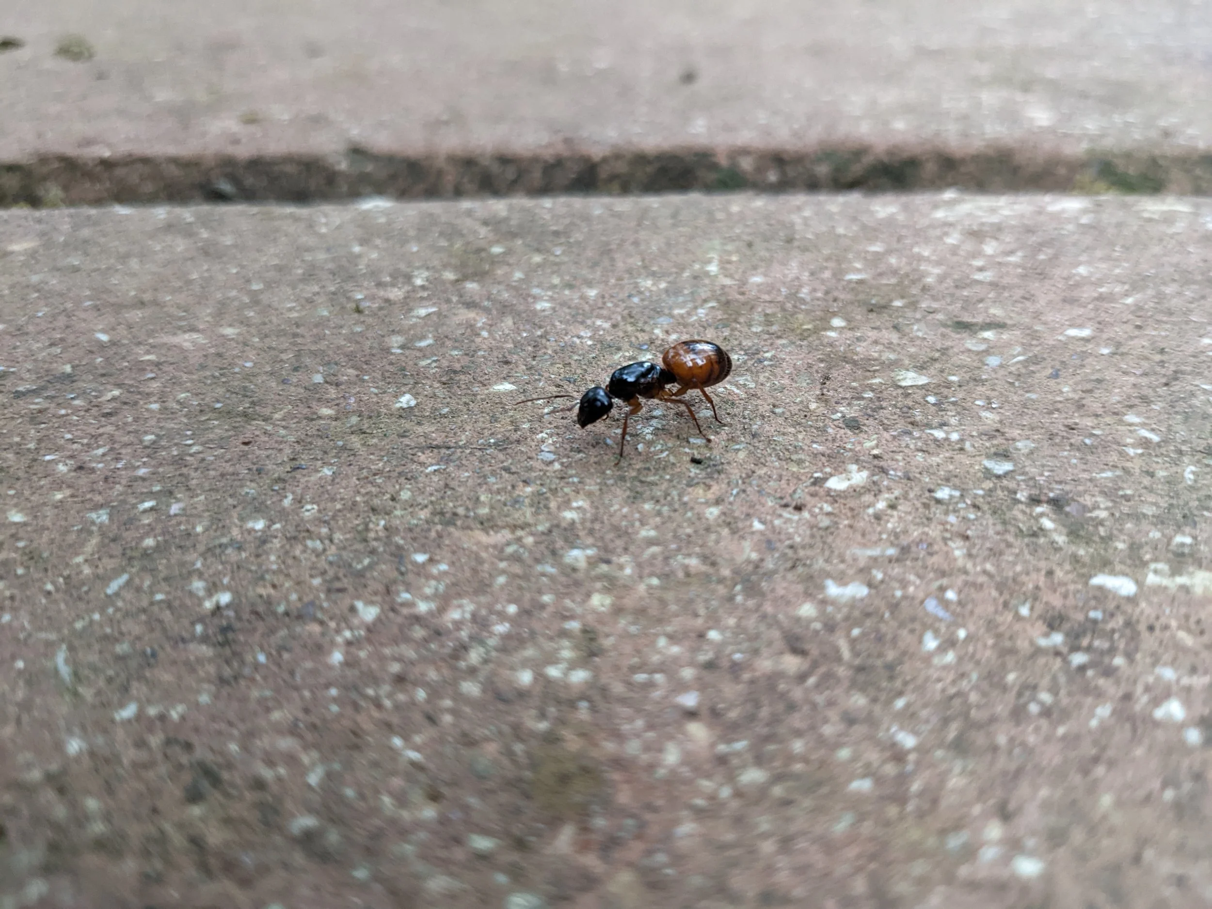 Starting Out Wild: Mighty Ants