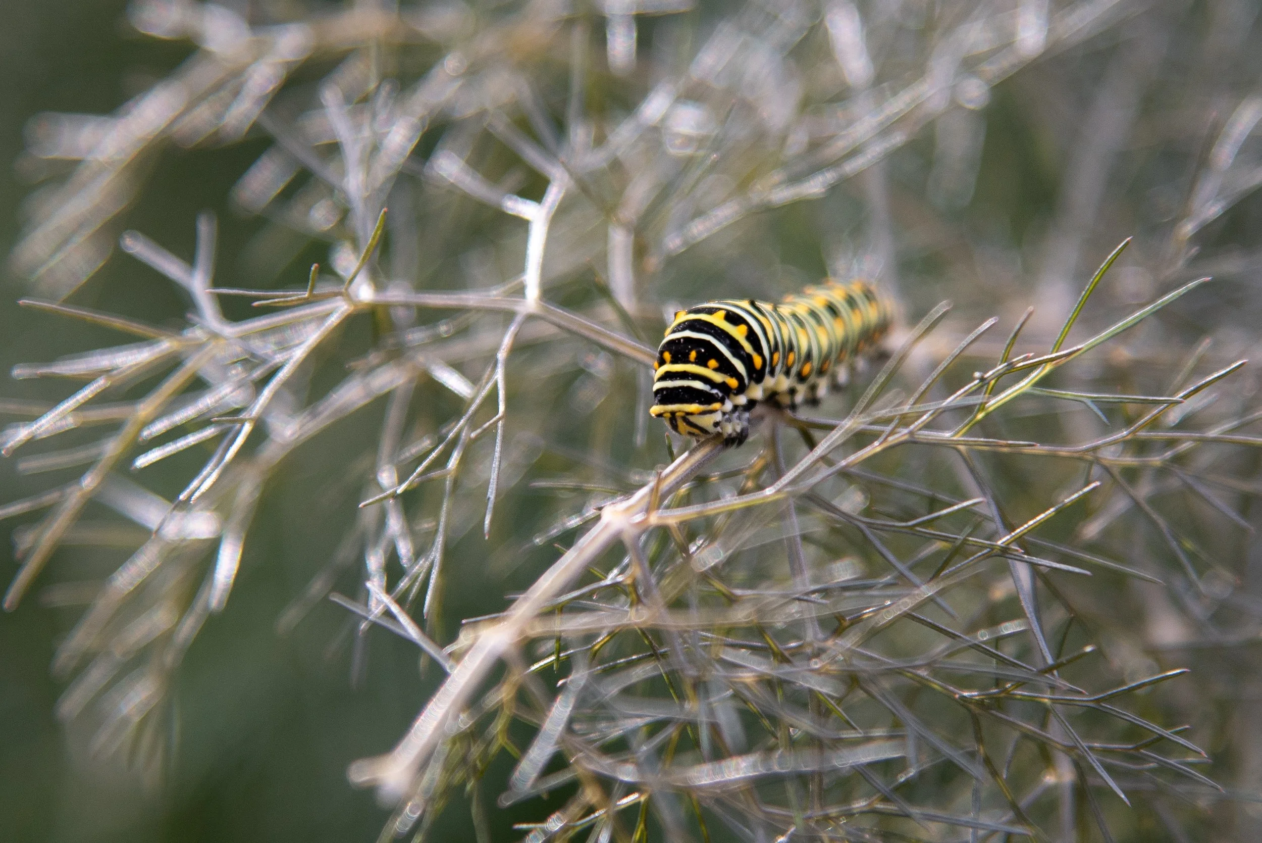 Nature Talk: What’s Bugging Us Now?