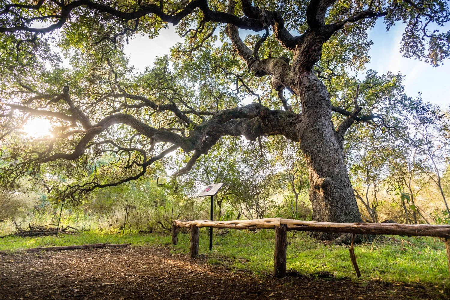 Canceled - Family Outdoors: Phil's Tree Nature Walk 