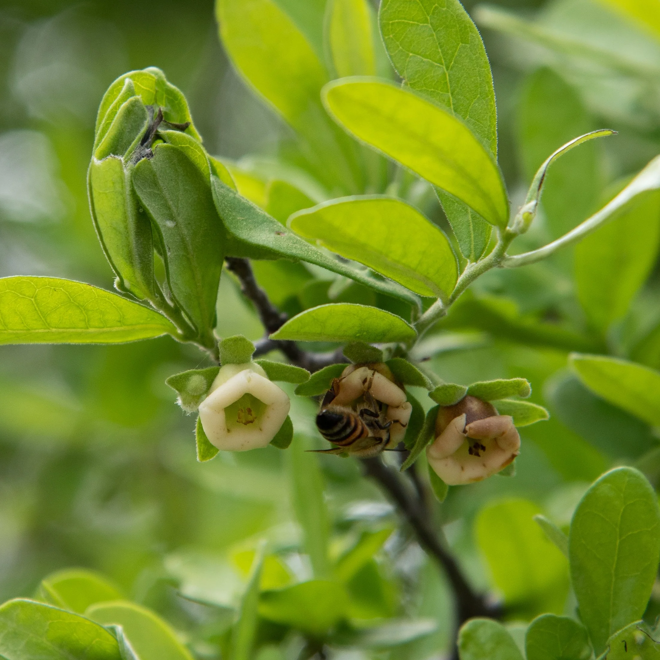 4th Saturday Nature Walk: Ethnobotany
