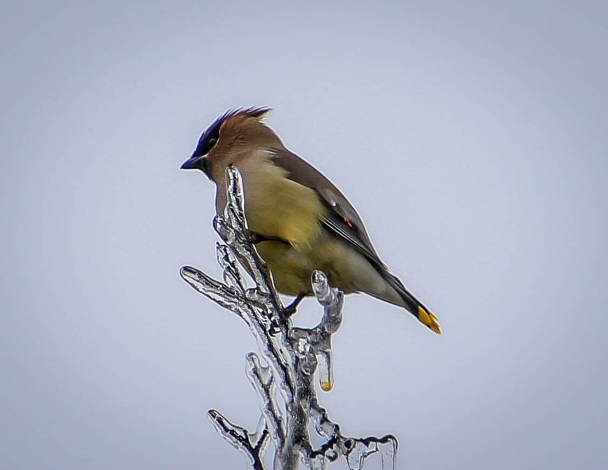 Cedar Waxwing on Frozen Branch