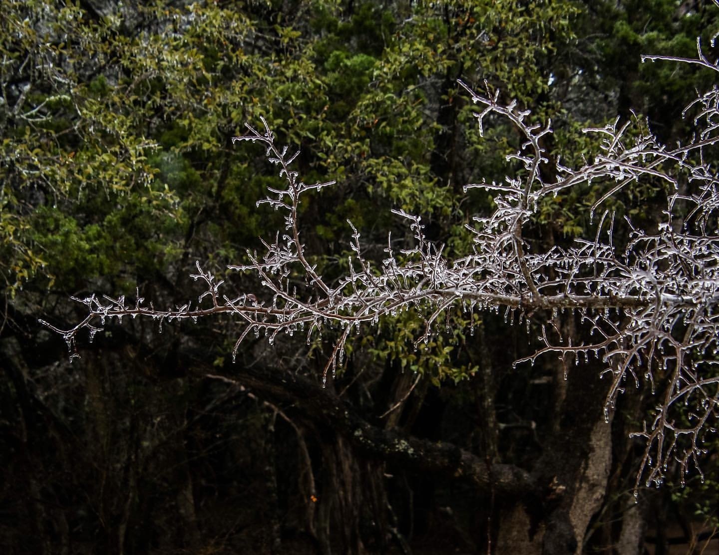 Ice Covered Branch