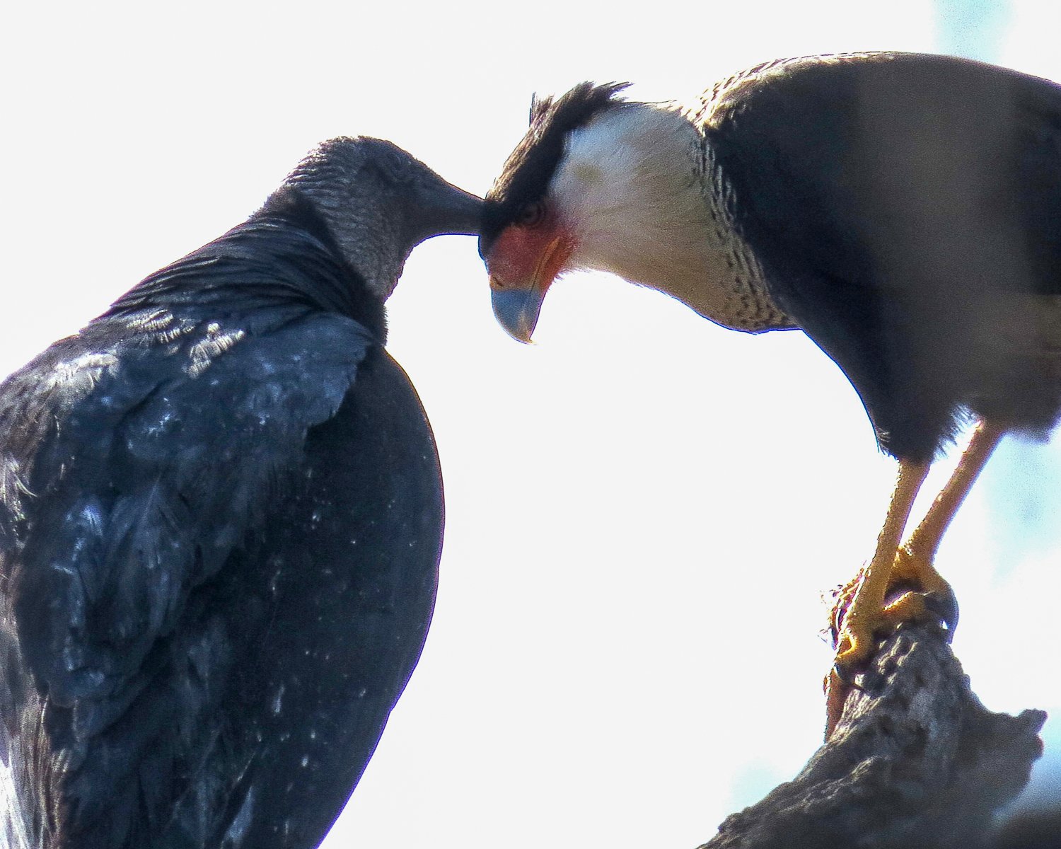  A Black Vulture Preening a Crested Caracara 