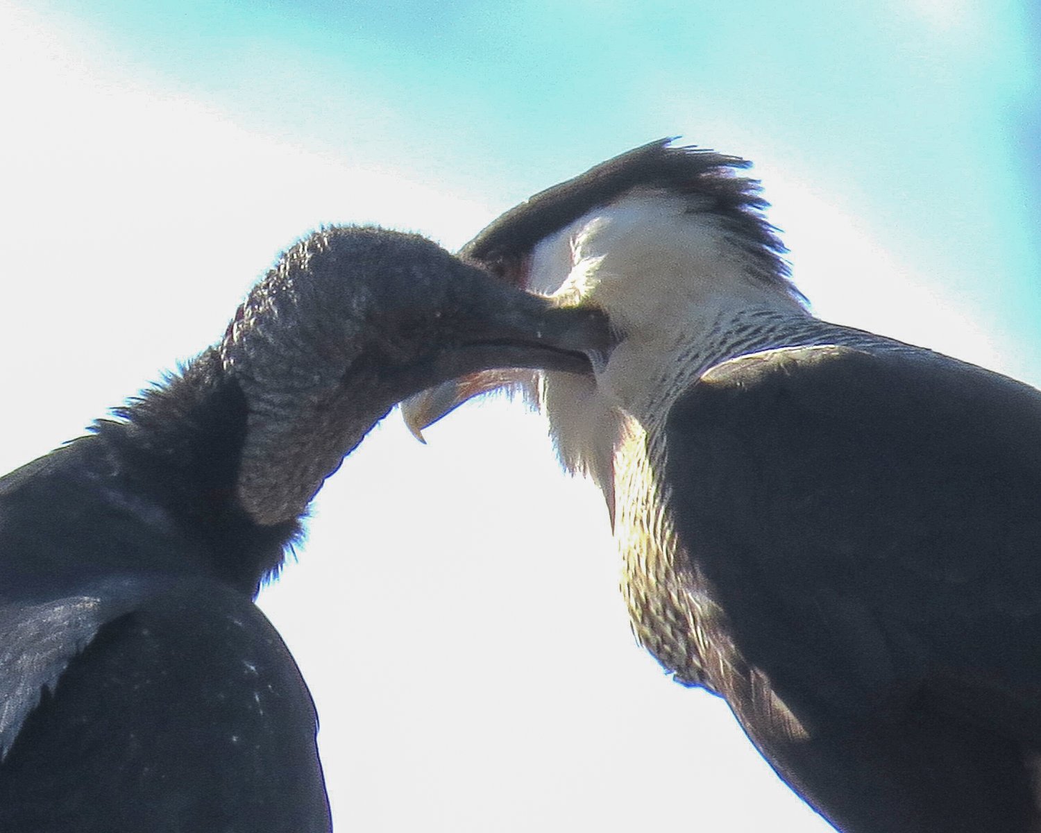  The Black Vulture Preening the neck feathers of the Crested Caracara.  