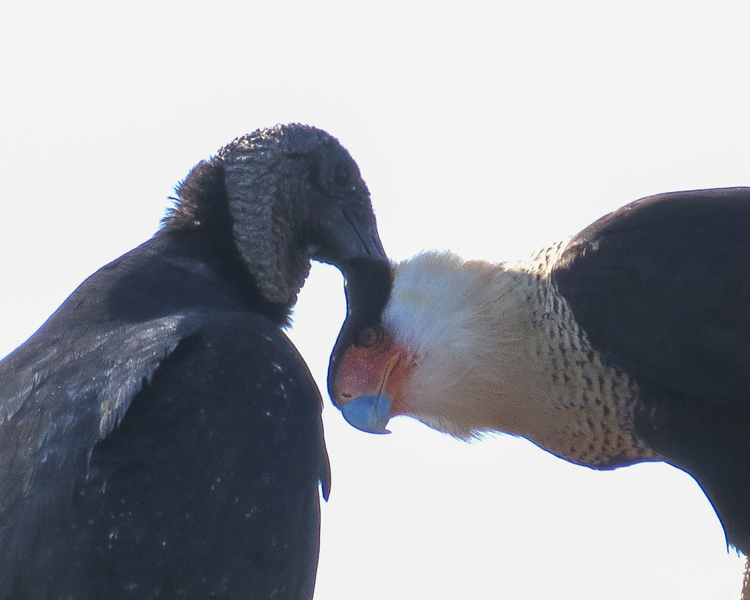  Both Crested Caracaras and Black Vultures are carrion eaters - which means they eat prey that is already dead.  