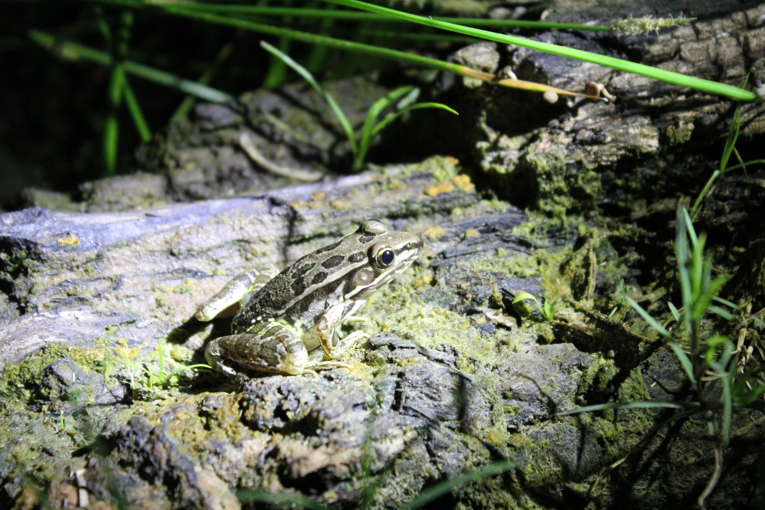 Growing Up Wild: Ribbit