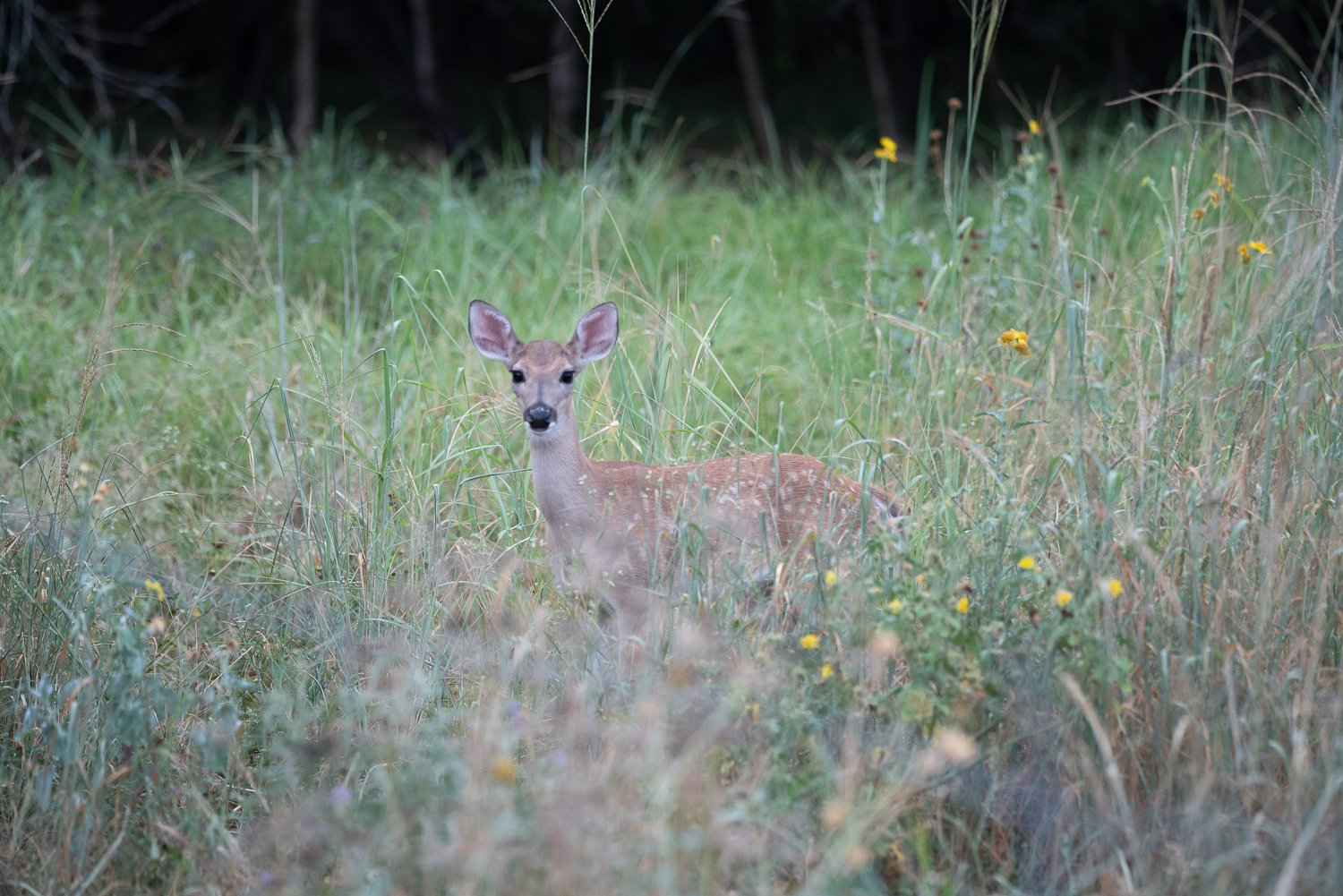 Starting Out Wild: Hide &amp; Seek