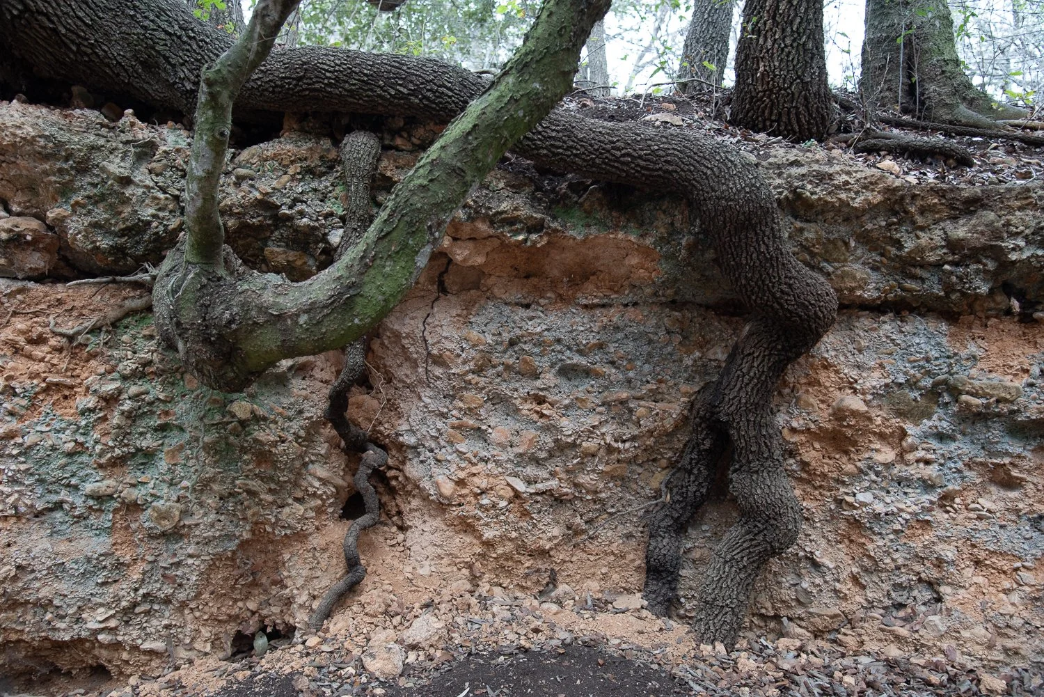 Middle School Nature Connection: Rocks &amp; Fossils