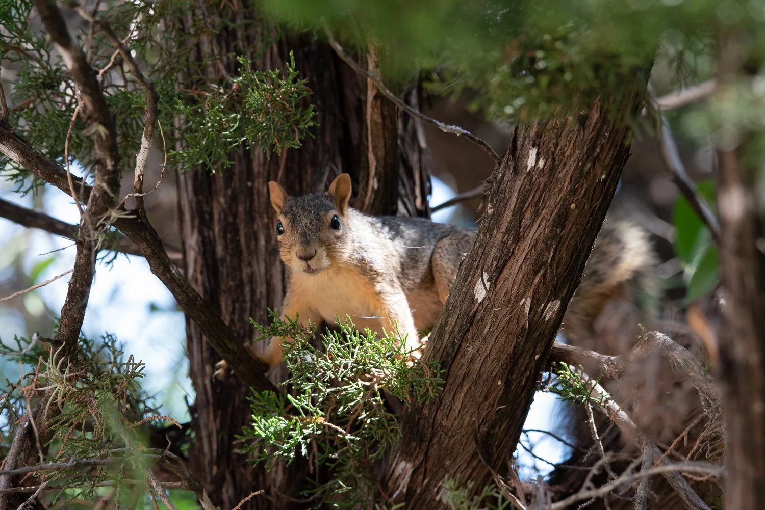 Starting Out Wild: Who Eats Who?