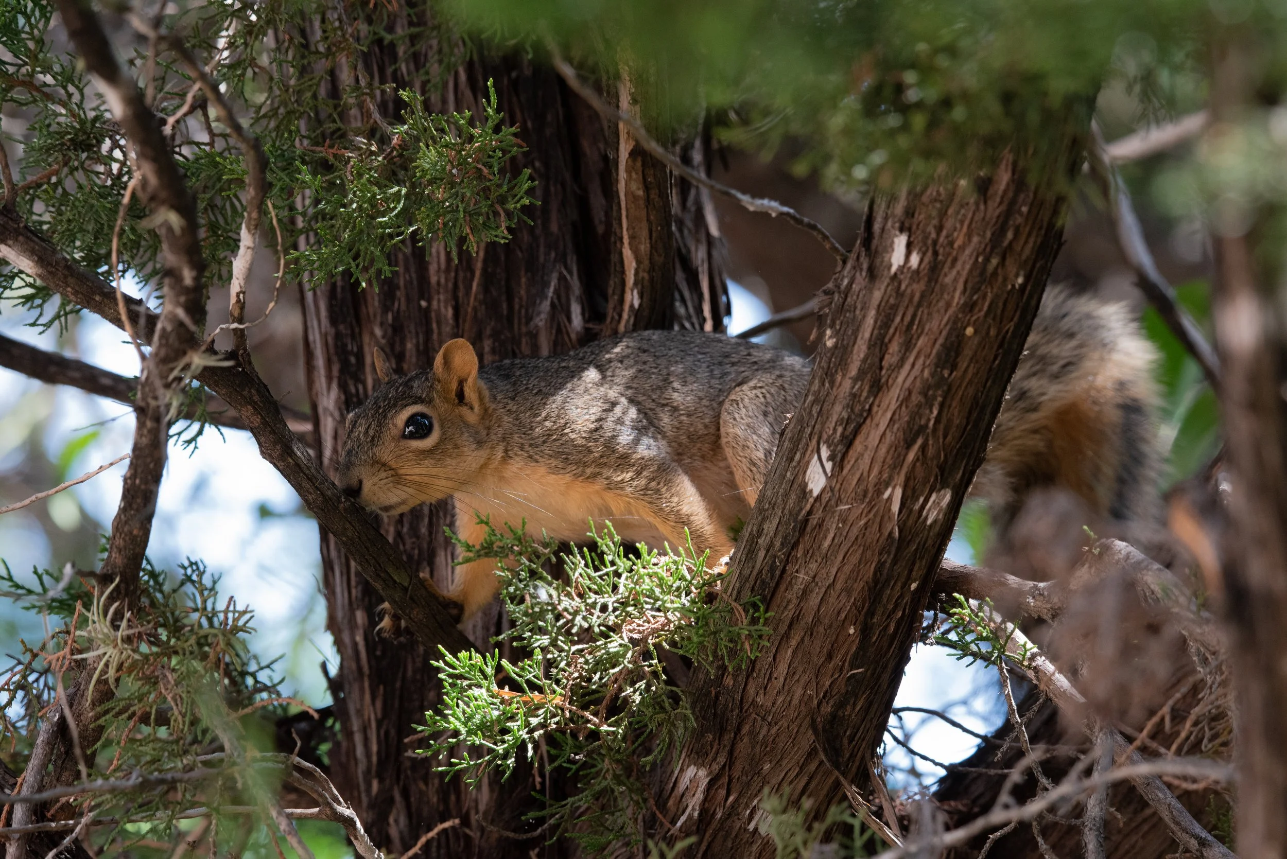 Growing Up Wild: Who Eats Who