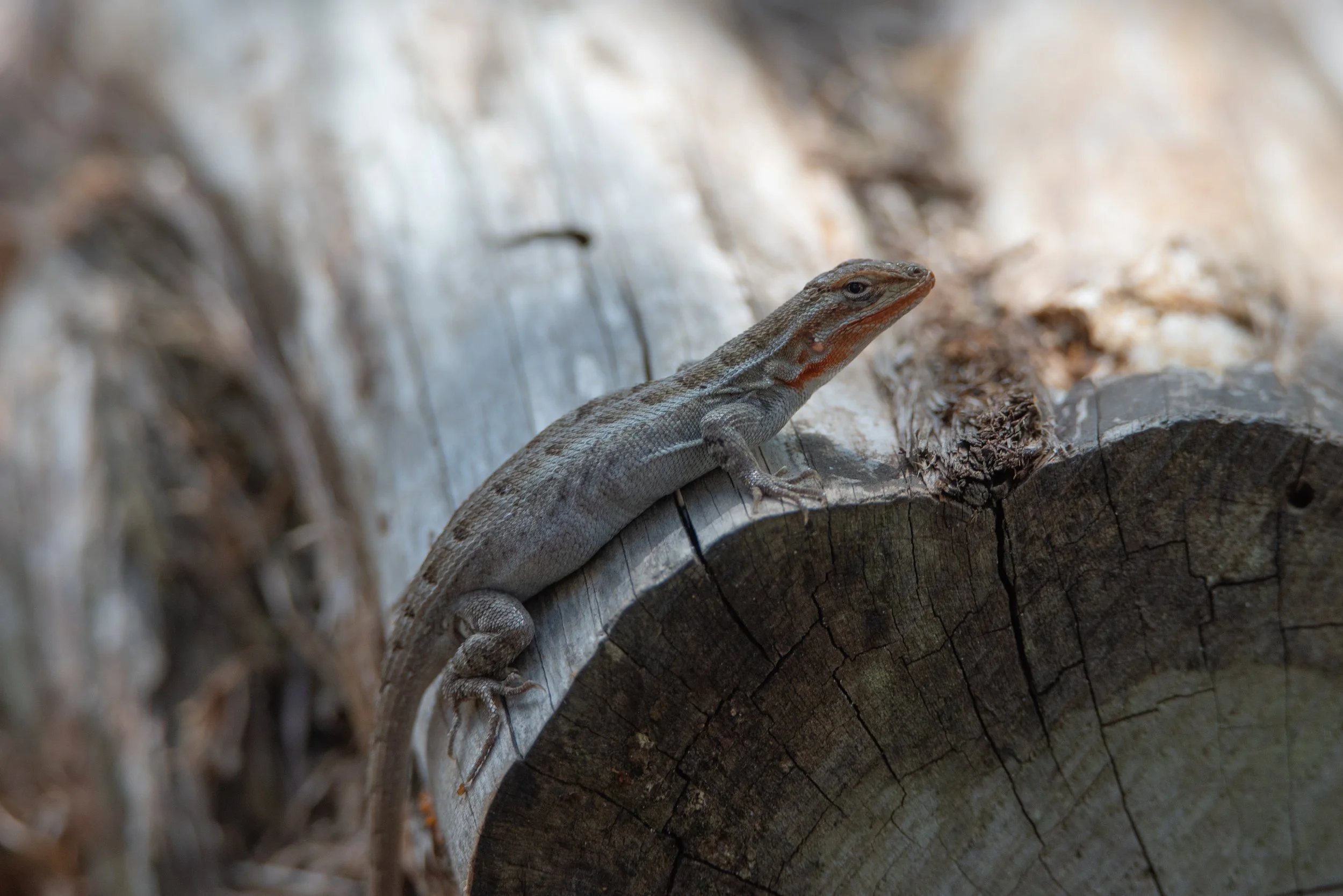 Starting Out Wild: Leapin' Lizards