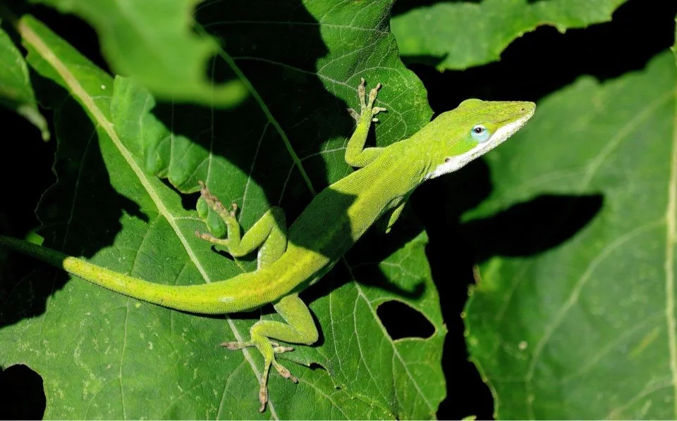 Growing Up Wild: Leapin' Lizards