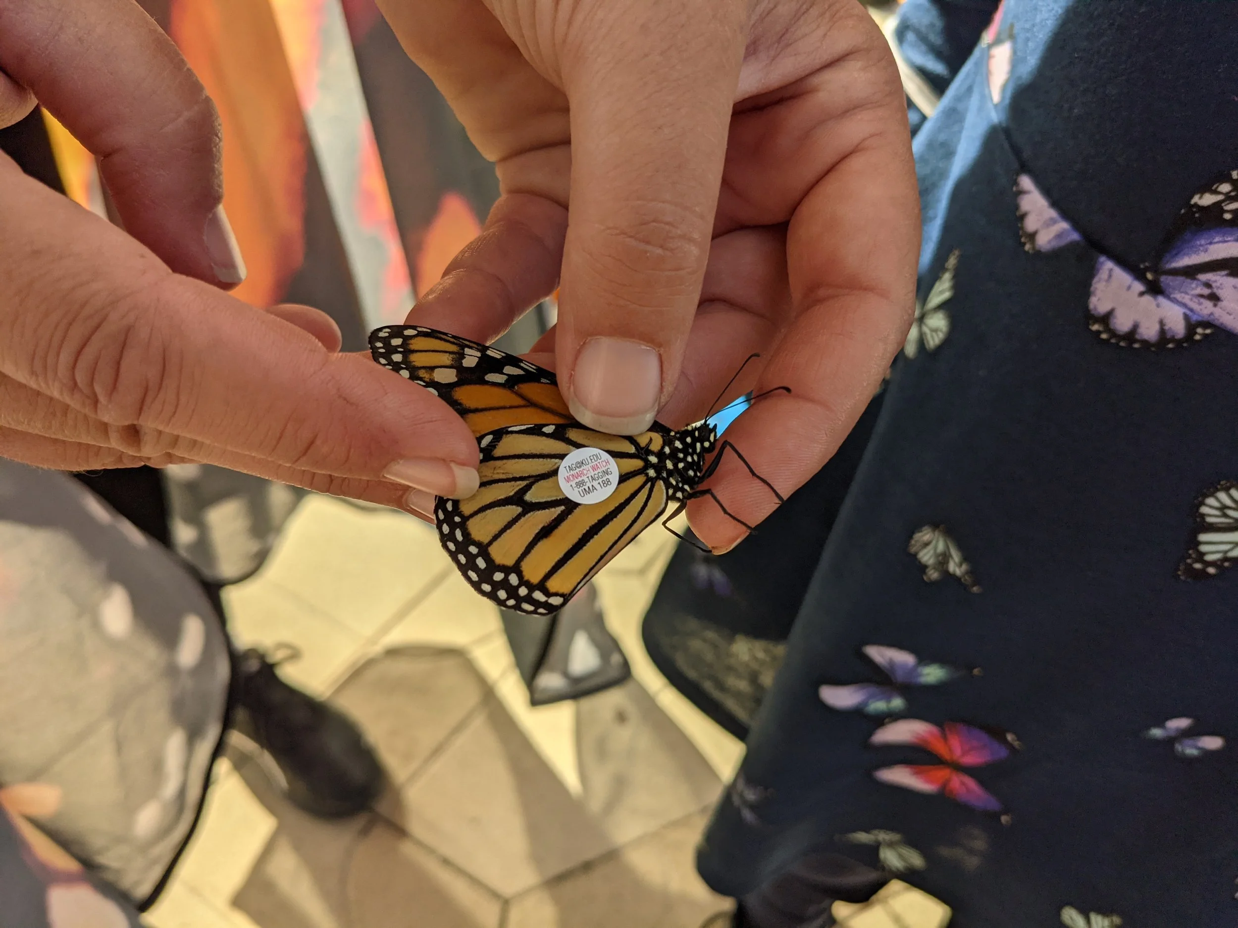 BLC Presents: Monarch Tagging Workshop