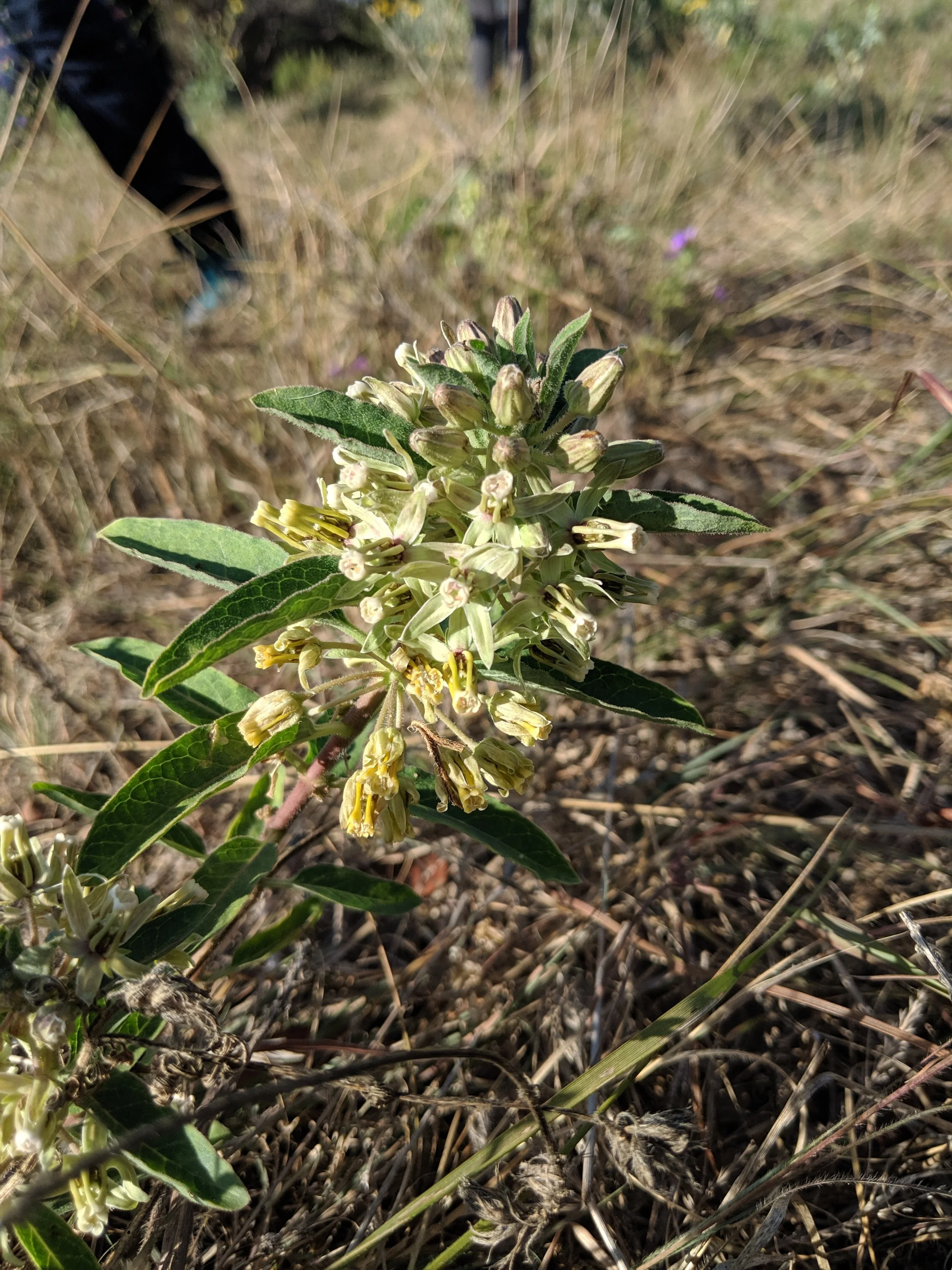 BLC Presents: Plan - and plant - now for your spring pollinator garden.