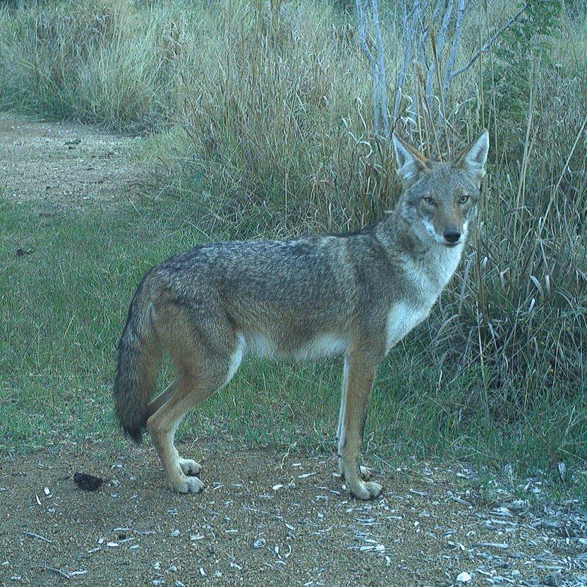 Growing Up Wild: Wild Dogs