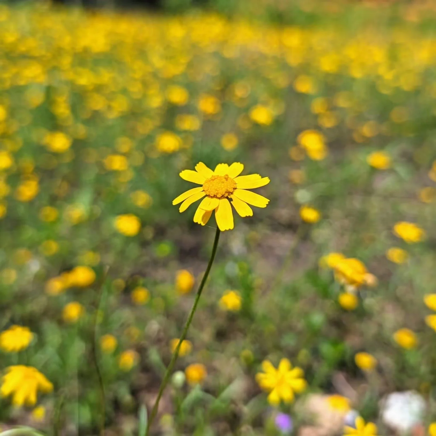 Native Plant Society of Texas- San Antonio Chapter Monthly Meeting