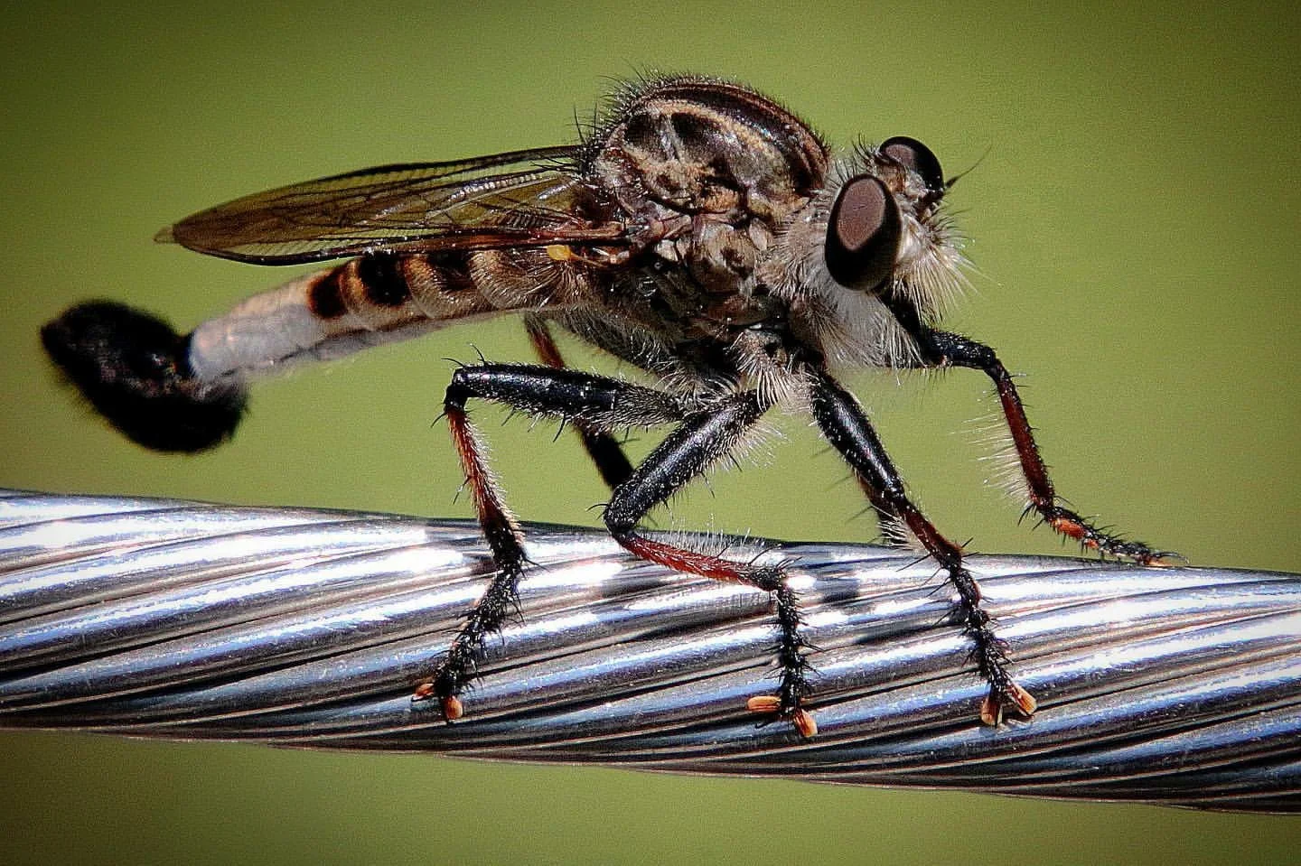 Starting Out Wild: Flashy Flies