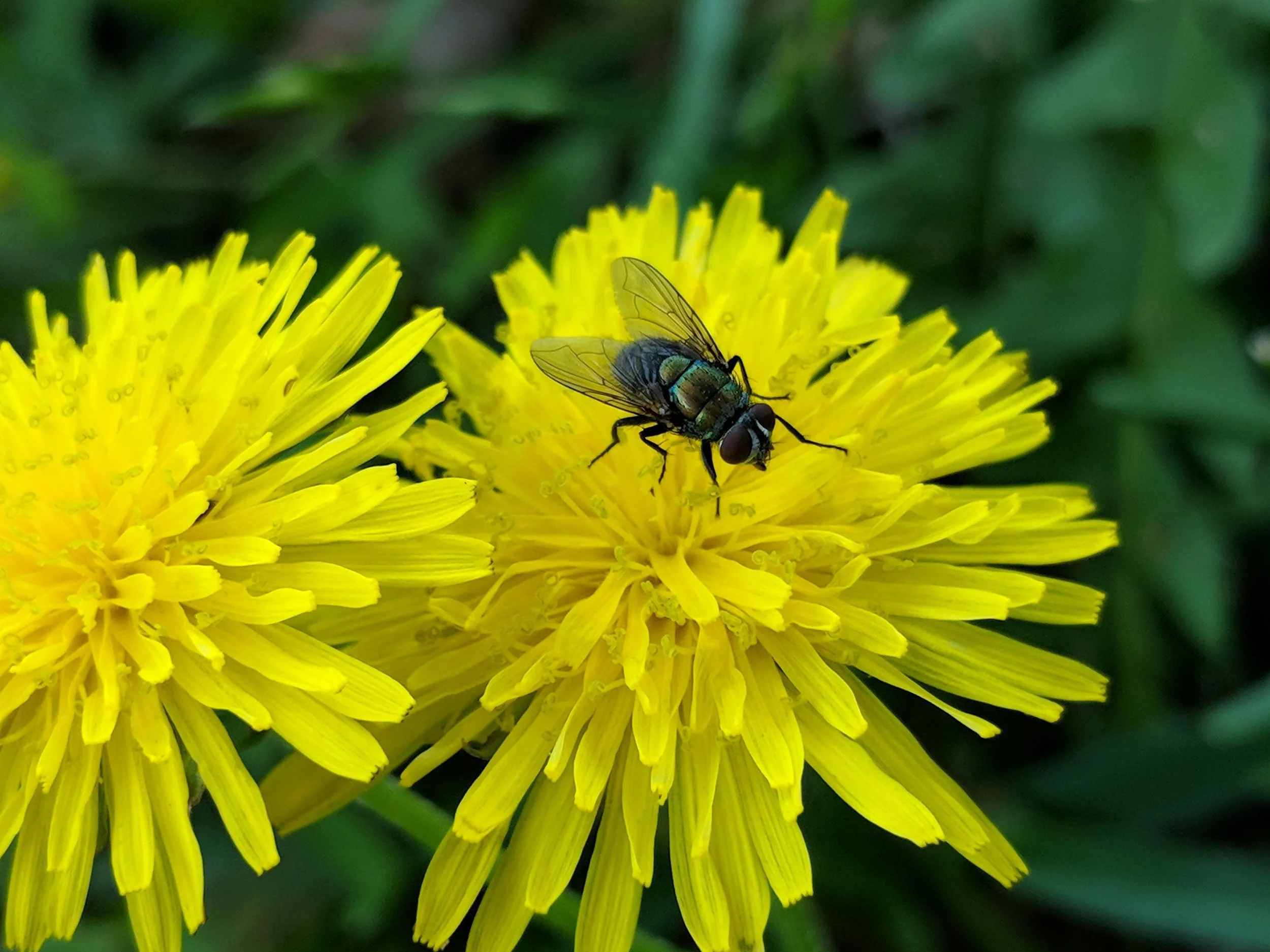 Growing Up Wild: Flashy flies