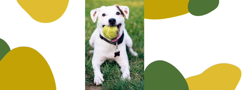 Chill with the Conservancy during the Dog Days of Summer!