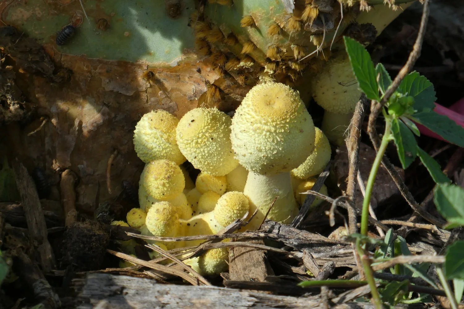 Growing Up Wild:  Flora, Fauna, FUNGA