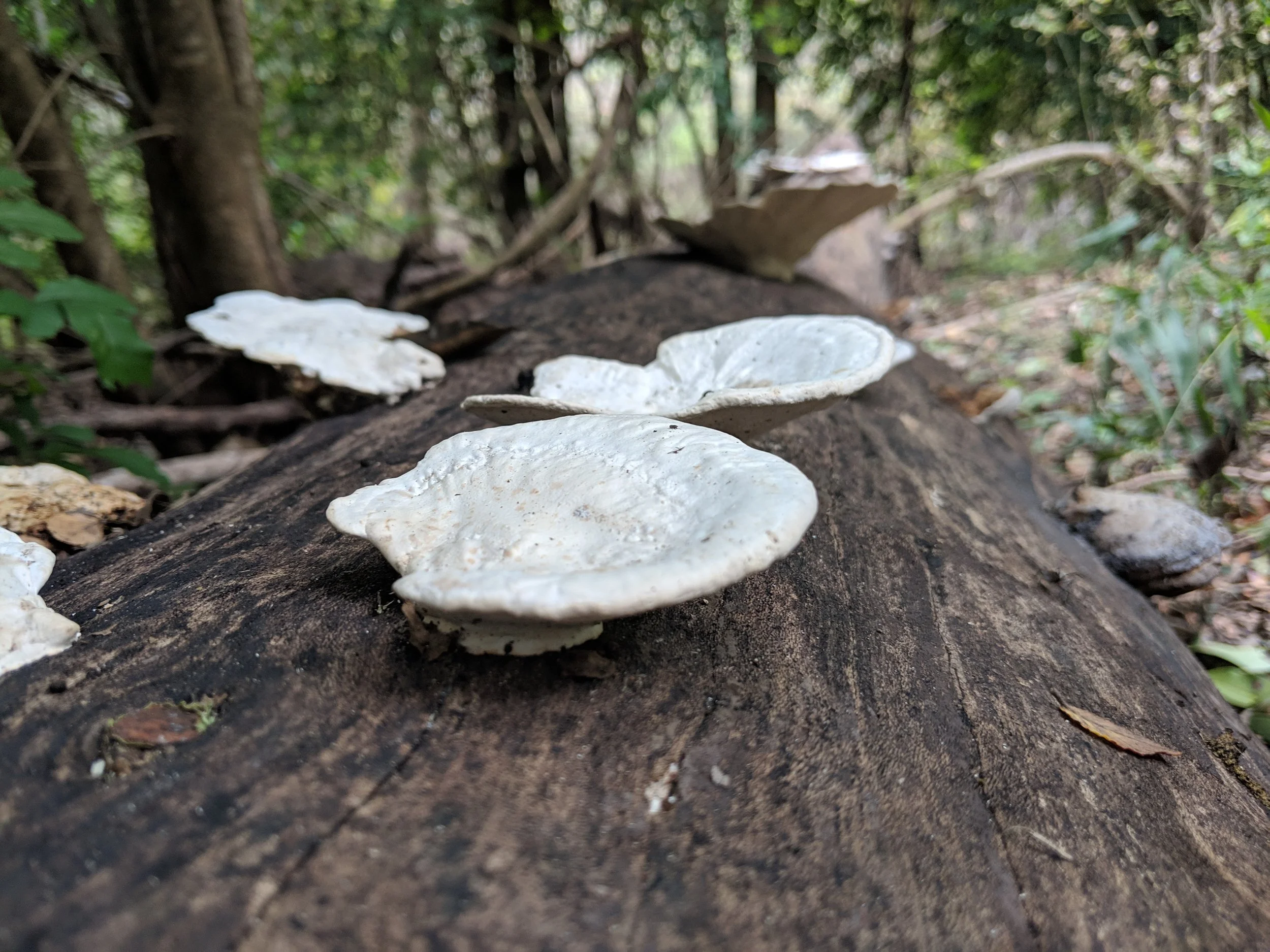 Starting Out Wild:  Flora, Fauna, FUNGA