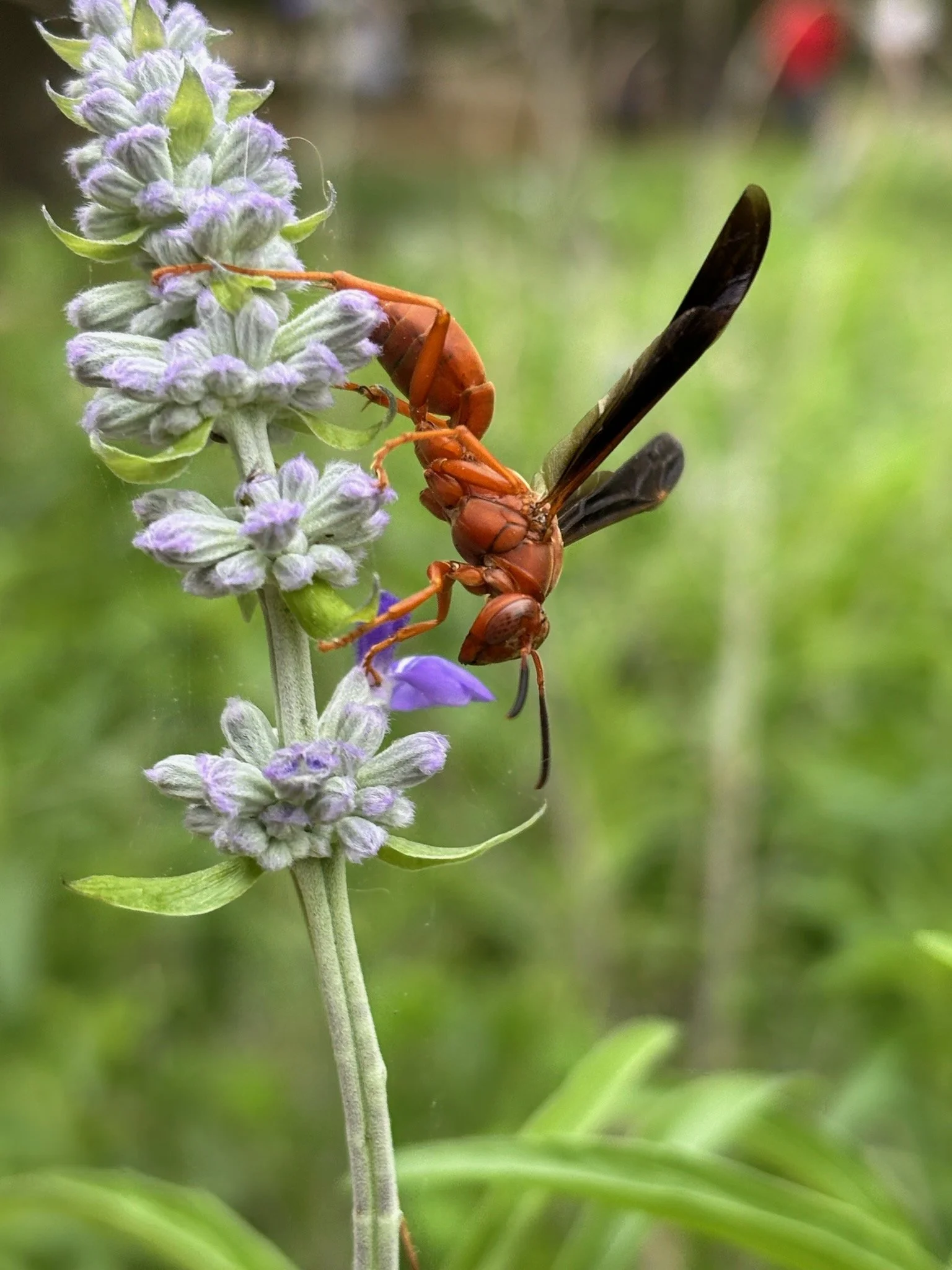 Insect Identification Walk
