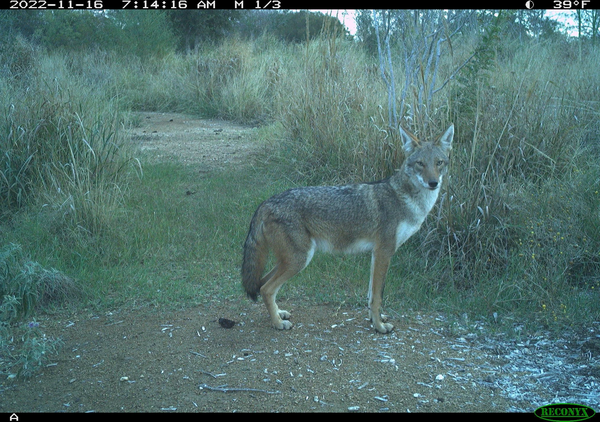 RCNX7942_coyote_daytime.JPG