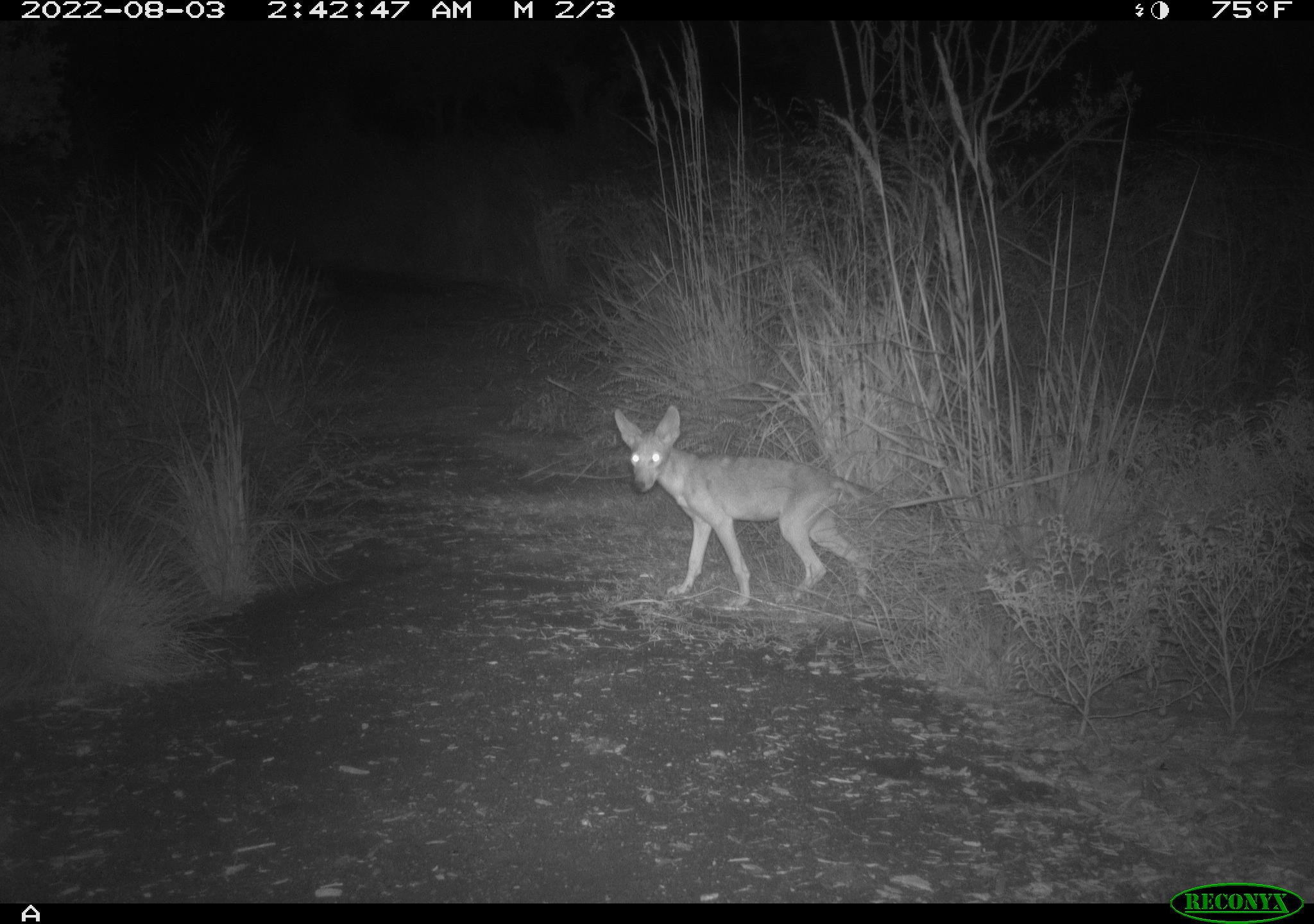 RCNX1469_coyote_juv.JPG