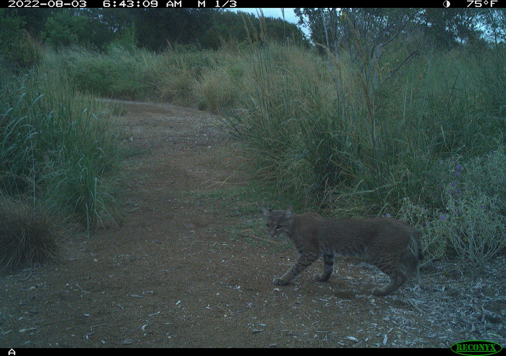 RCNX1480_bobcat.JPG