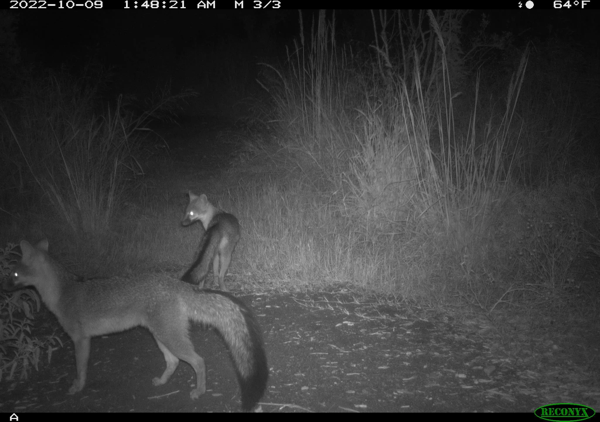 RCNX4344_gray_fox_pair.JPG