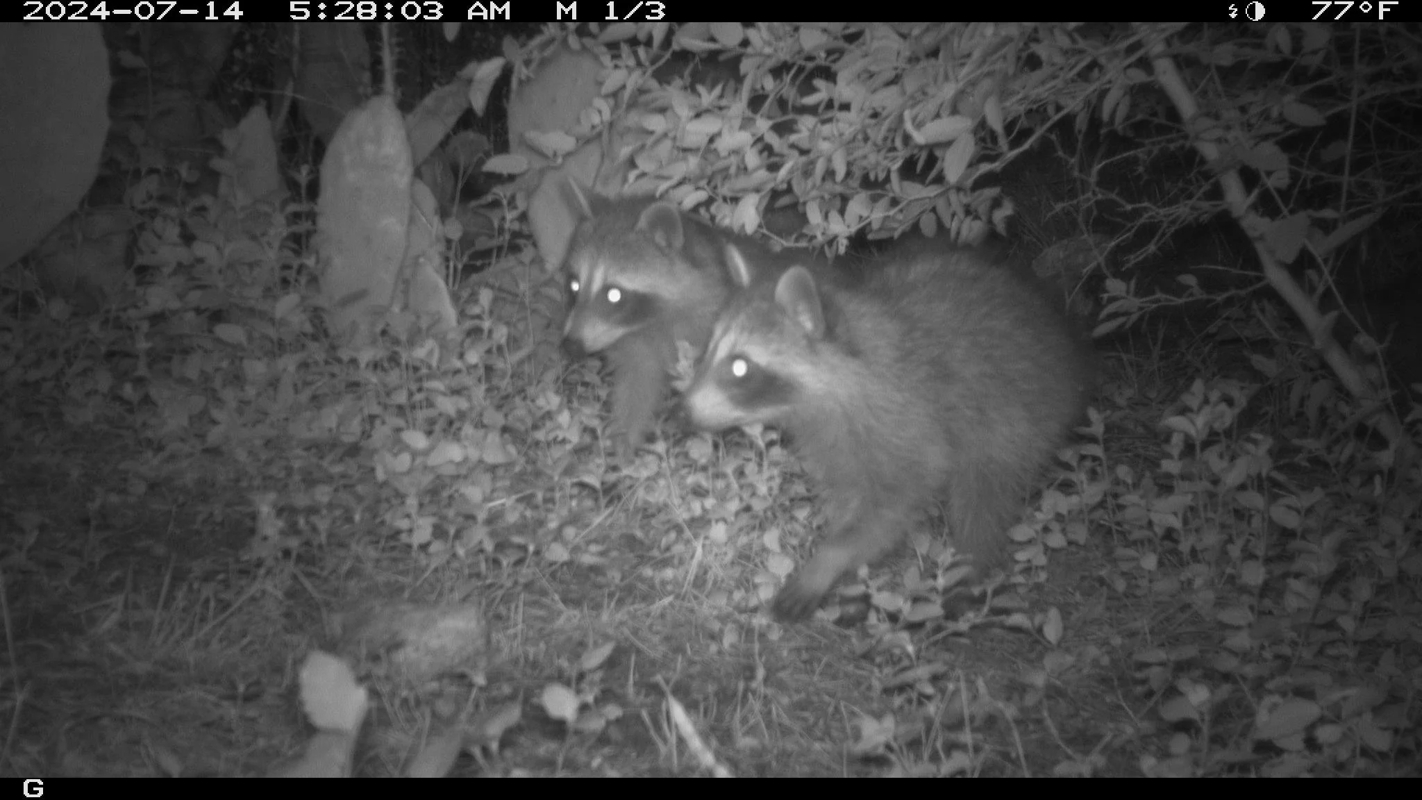 skunk-shake-0185.jpg