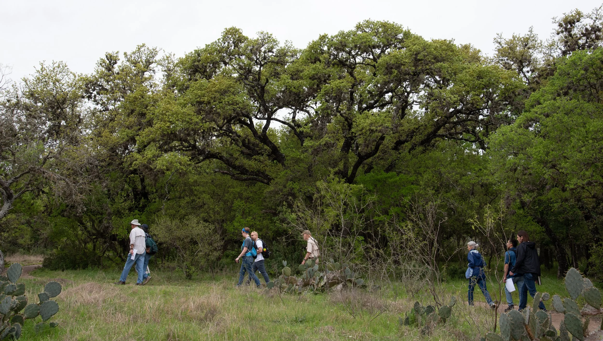4th Saturday Nature Walk: Trees in the Park