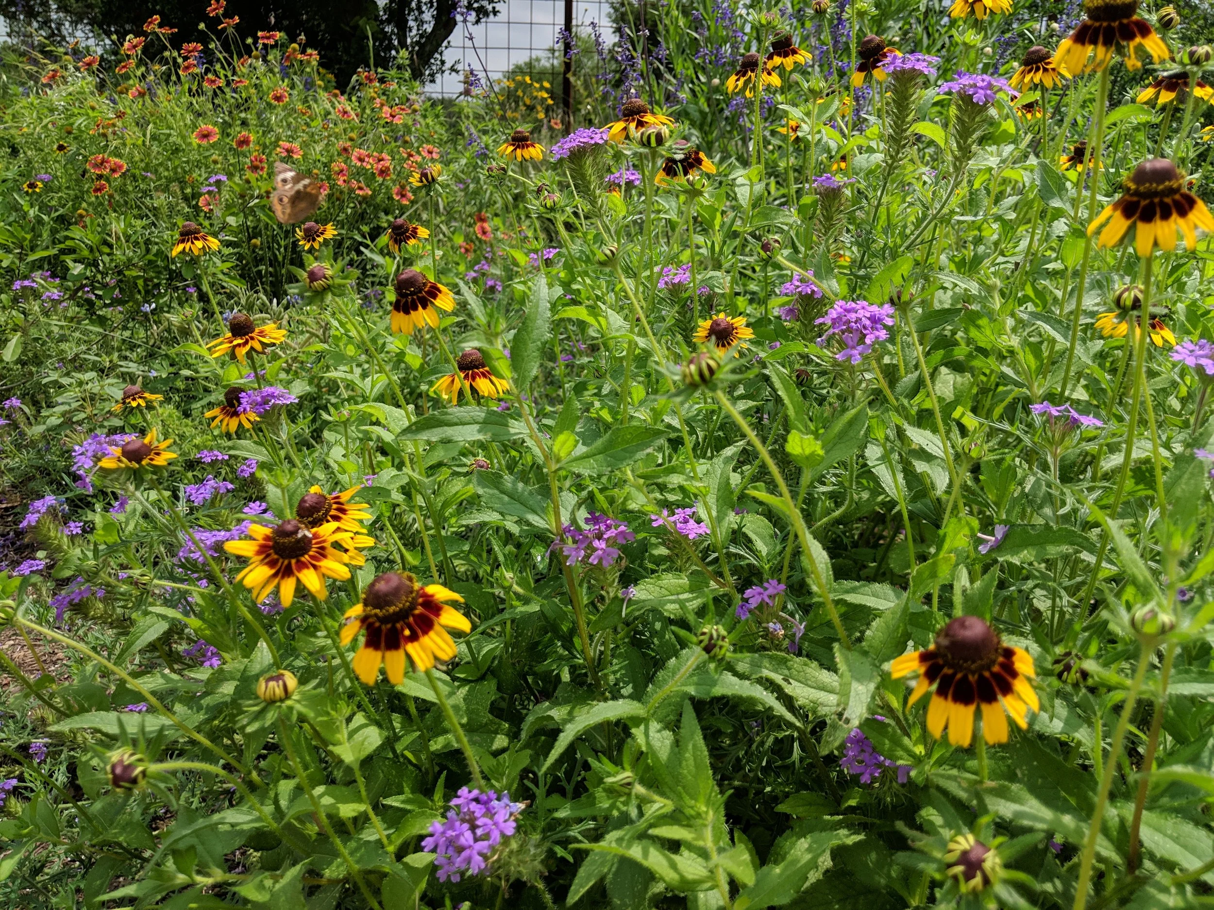 4th Saturday Nature Walk: Wildflowers in the Park