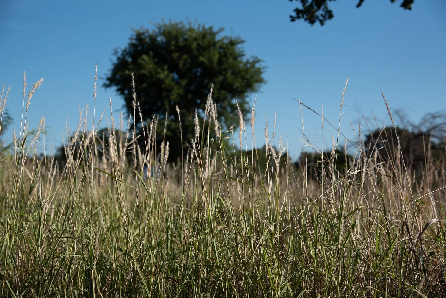 4th Saturday Nature Walk: Ethnobotany