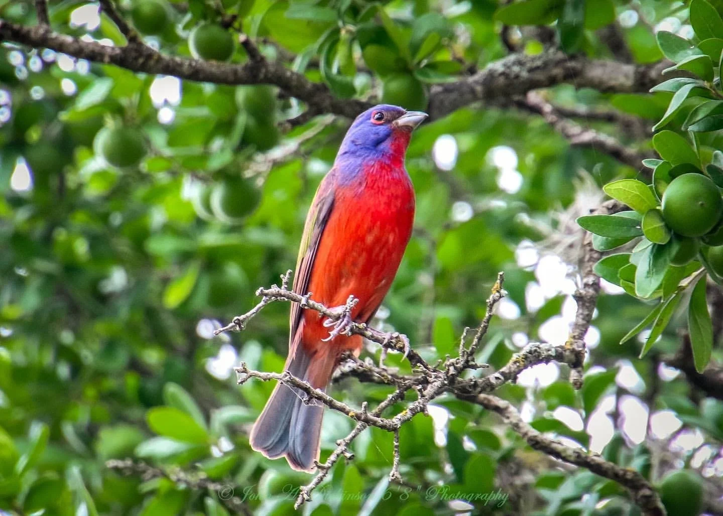 Family Birding: Intro to Migration