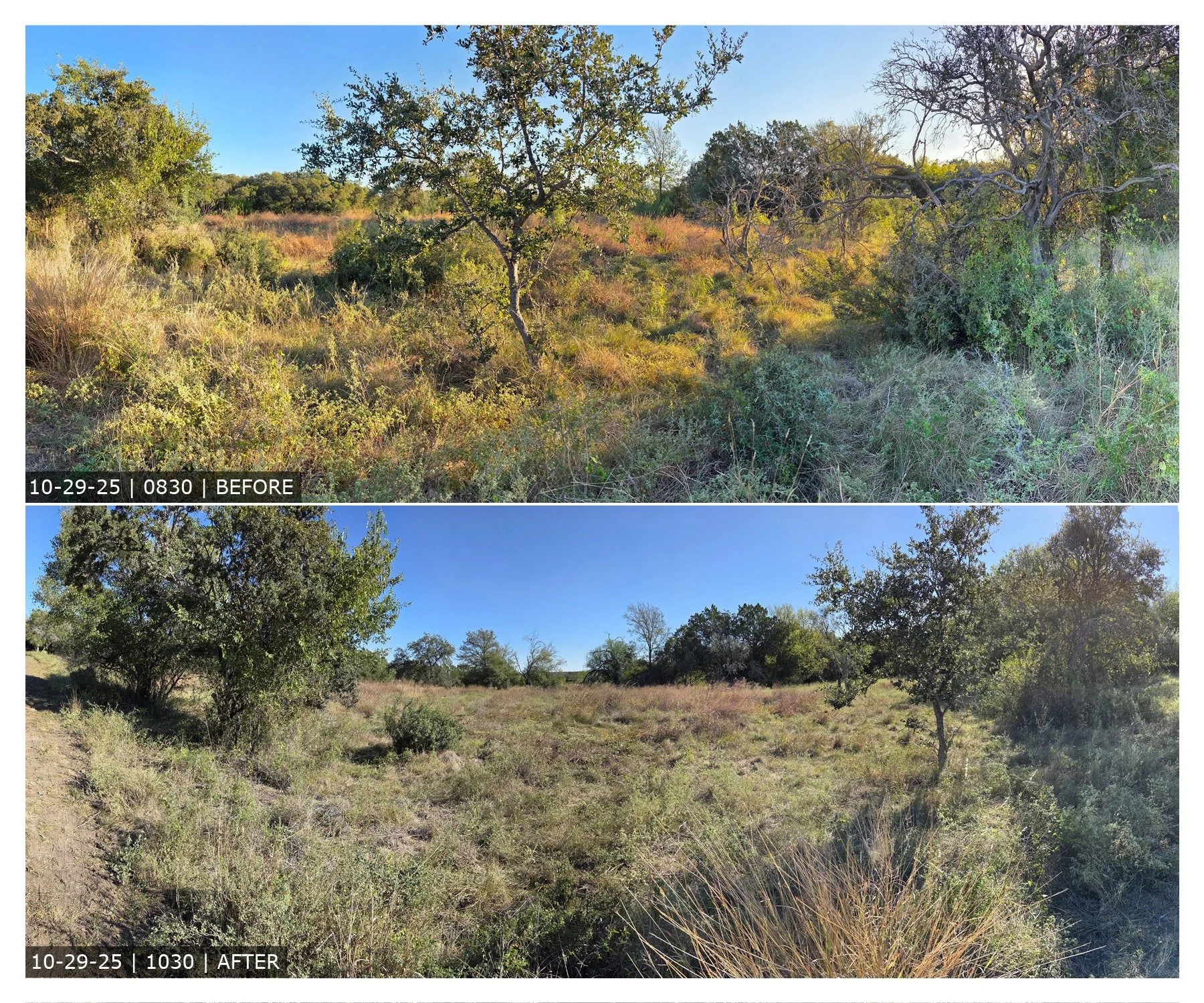 🌾 Caring for the Savanna at Phil Hardberger Park 🌾

The savanna at Phil Hardberger Park was originally restored in 2009, when 13 acres of native grasses were planted to bring back the open prairie that once covered this land. But keeping a savanna 