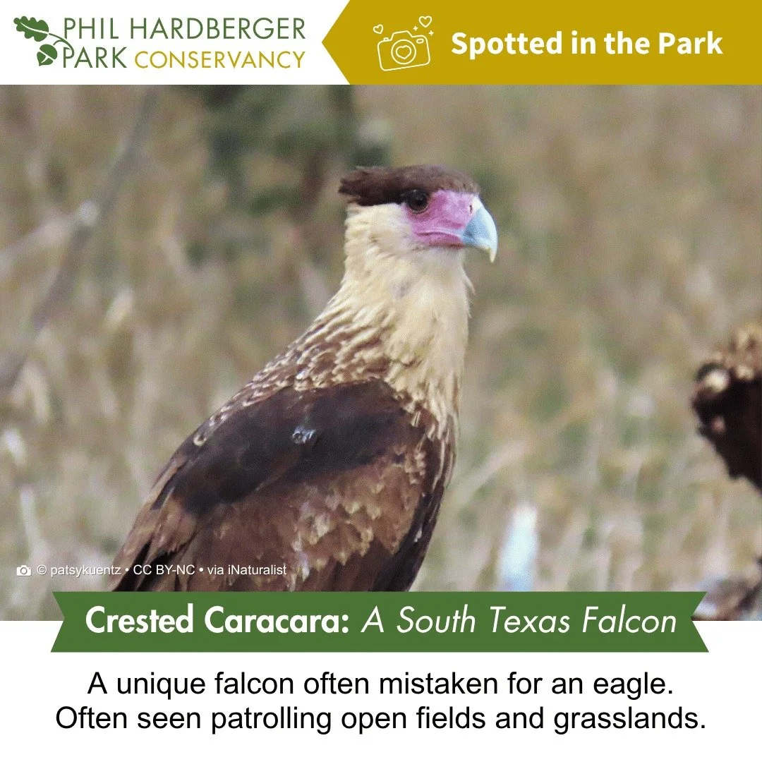 🦅 Spotted in the Park!

A recent iNaturalist observation featured a Crested Caracara &mdash; one of South Texas' most recognizable raptors.

Folks sometimes mistake this bird for an eagle, but it's actually a falcon with a personality all its own. C