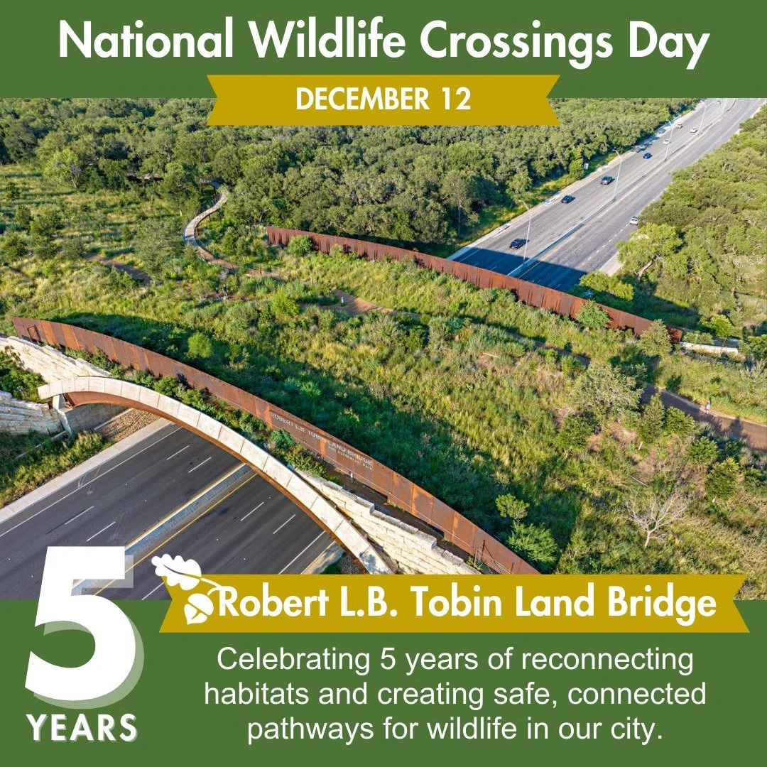 Happy National Wildlife Crossings Day! 💚

Today, we're celebrating the first-ever National Wildlife Crossings Day &mdash; and the 5th anniversary of the Robert L.B. Tobin Land Bridge!

Covered with native trees, grasses, and wildflowers, the Land Br