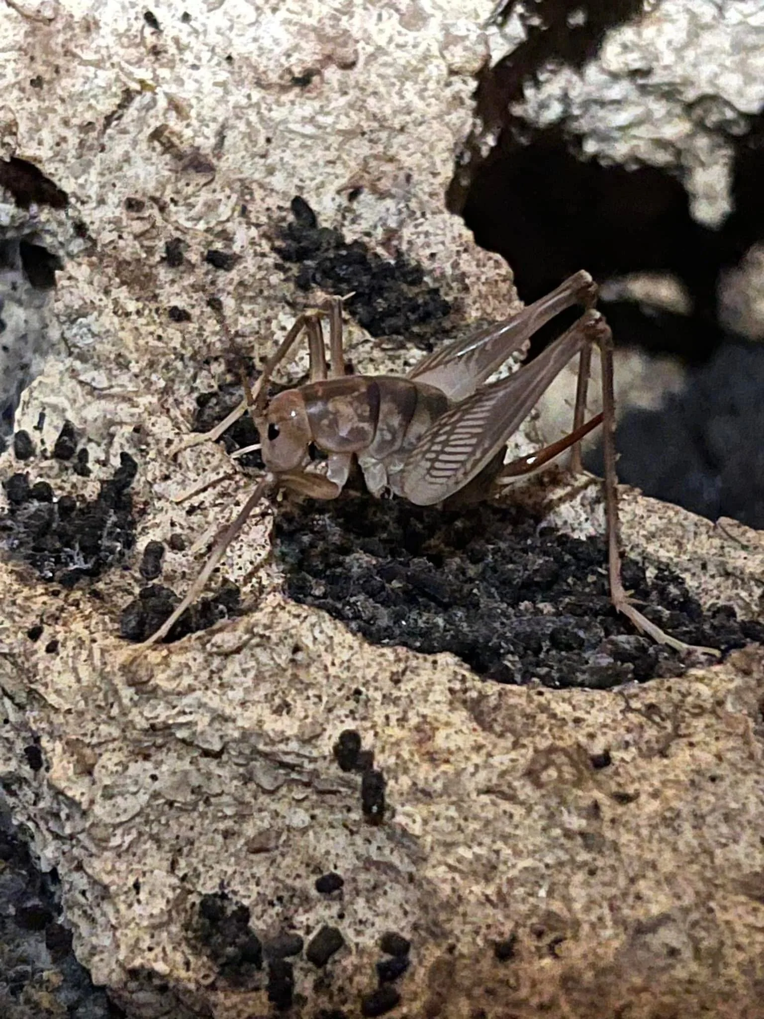 Alicia Luna: The Role of Research in Protecting the Ecology of San Antonio Natural Areas